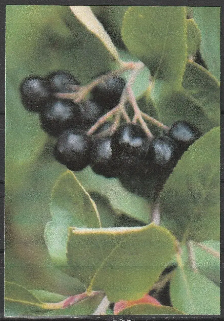 Aronia  Planter