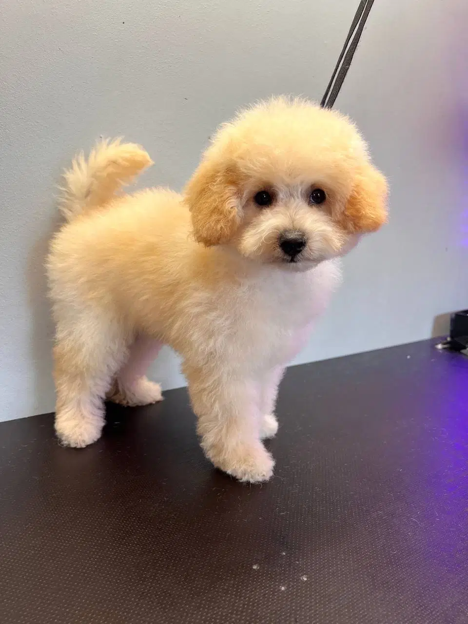 Maltipu maltipoo Hvalp apricot