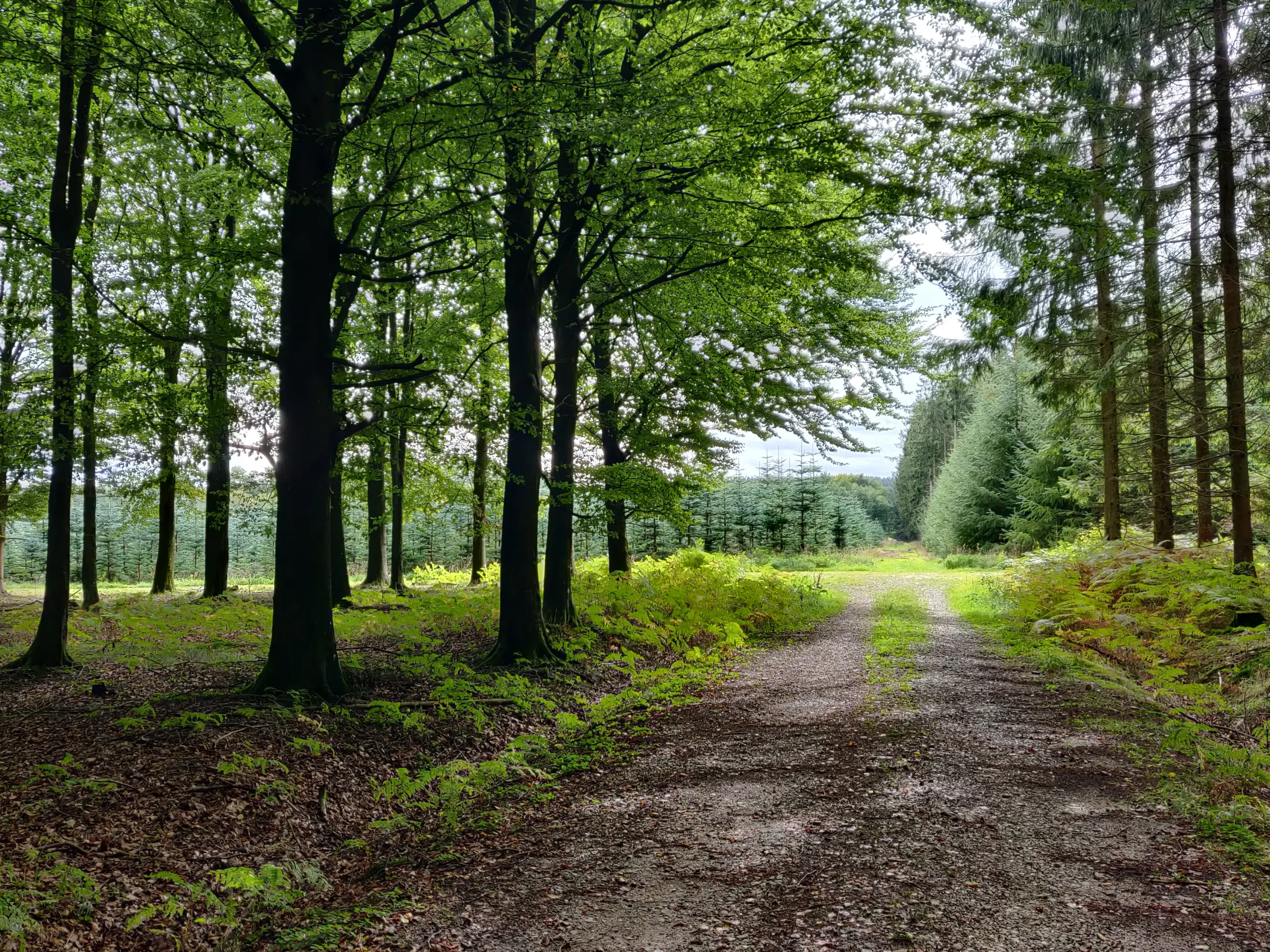 Frijord købes Jylland