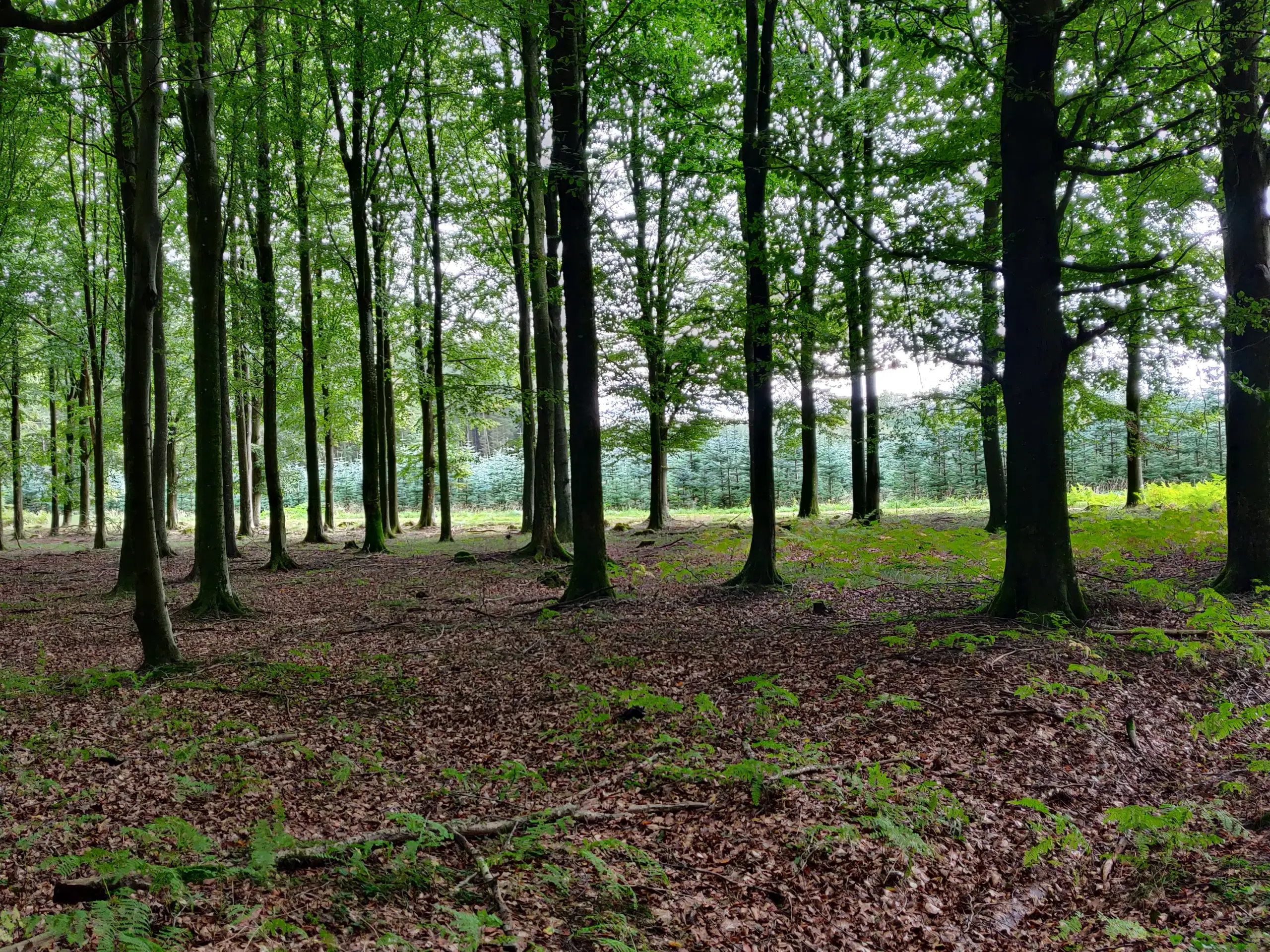 Frijord købes Jylland