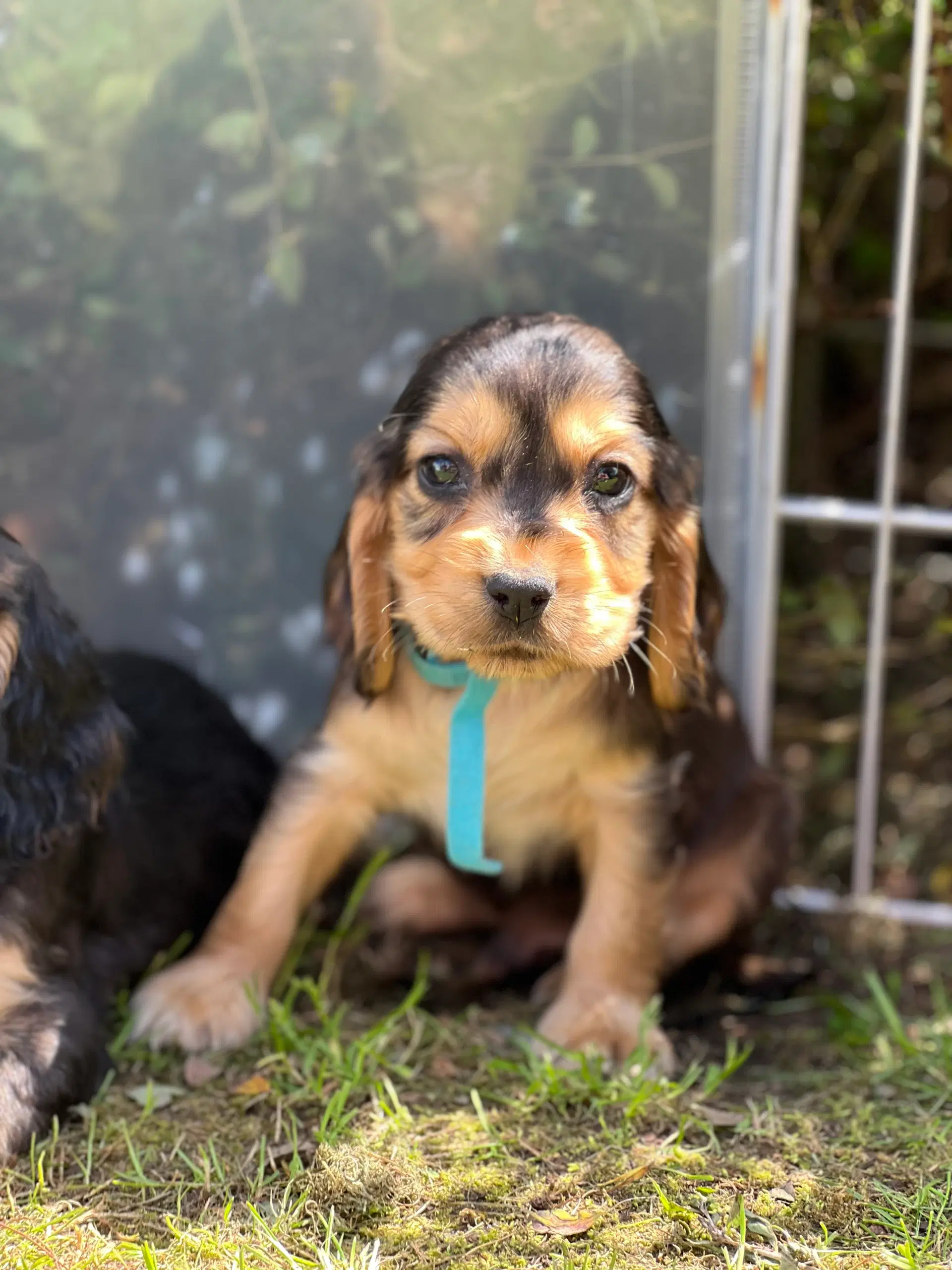 Cocker spaniel