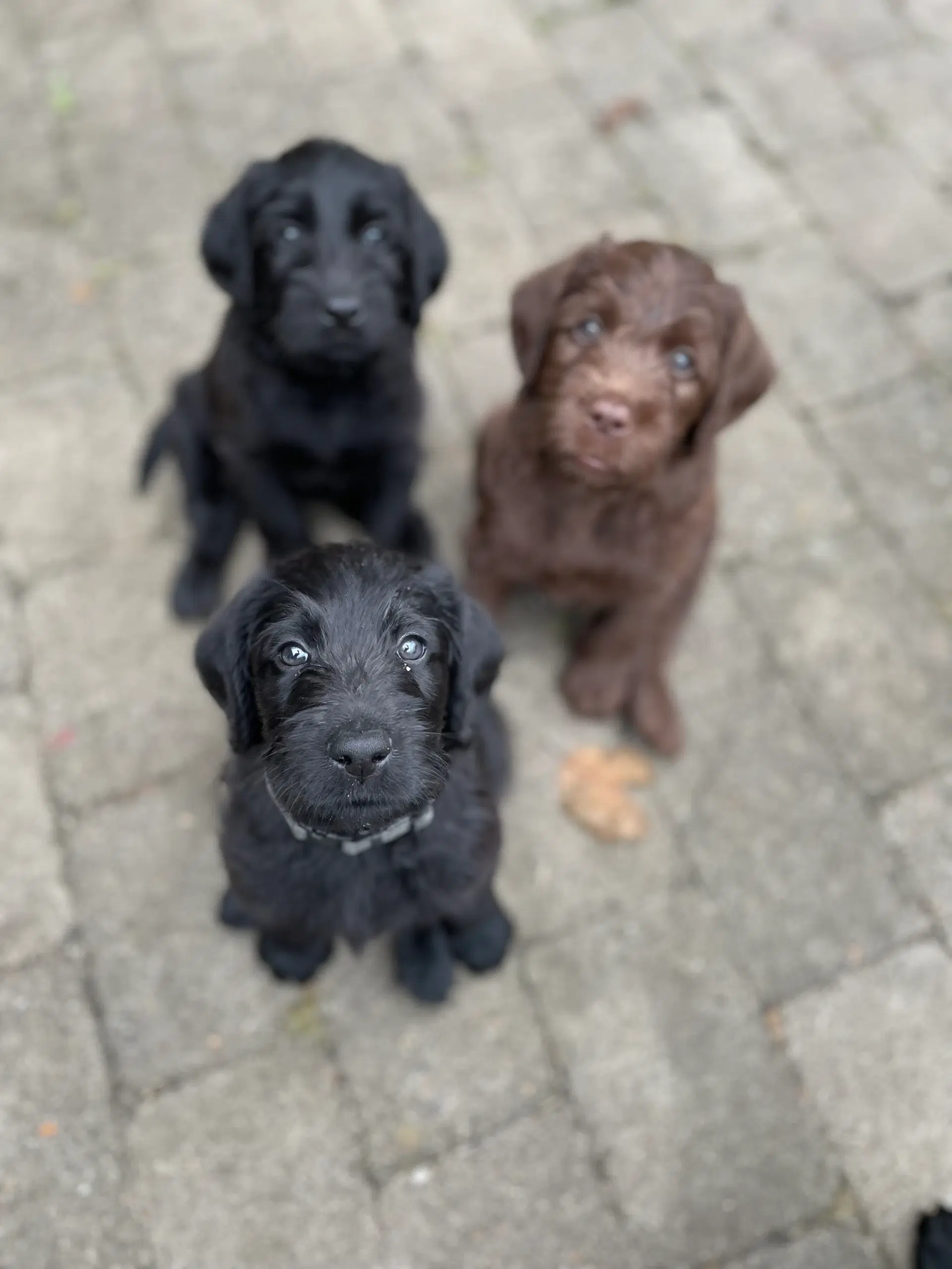 💕Labradoodle-hvalpe💕