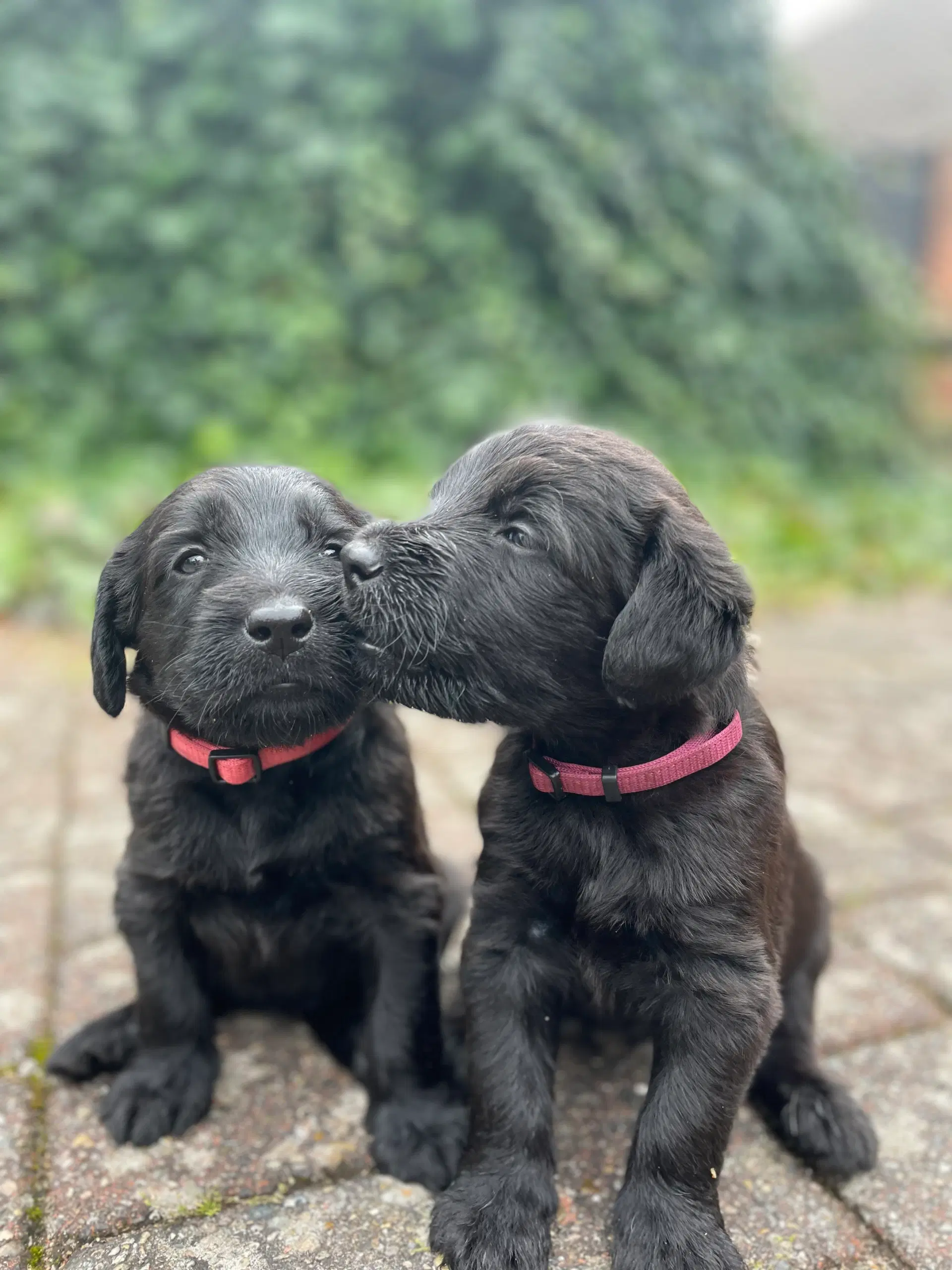 💕Labradoodle-hvalpe💕