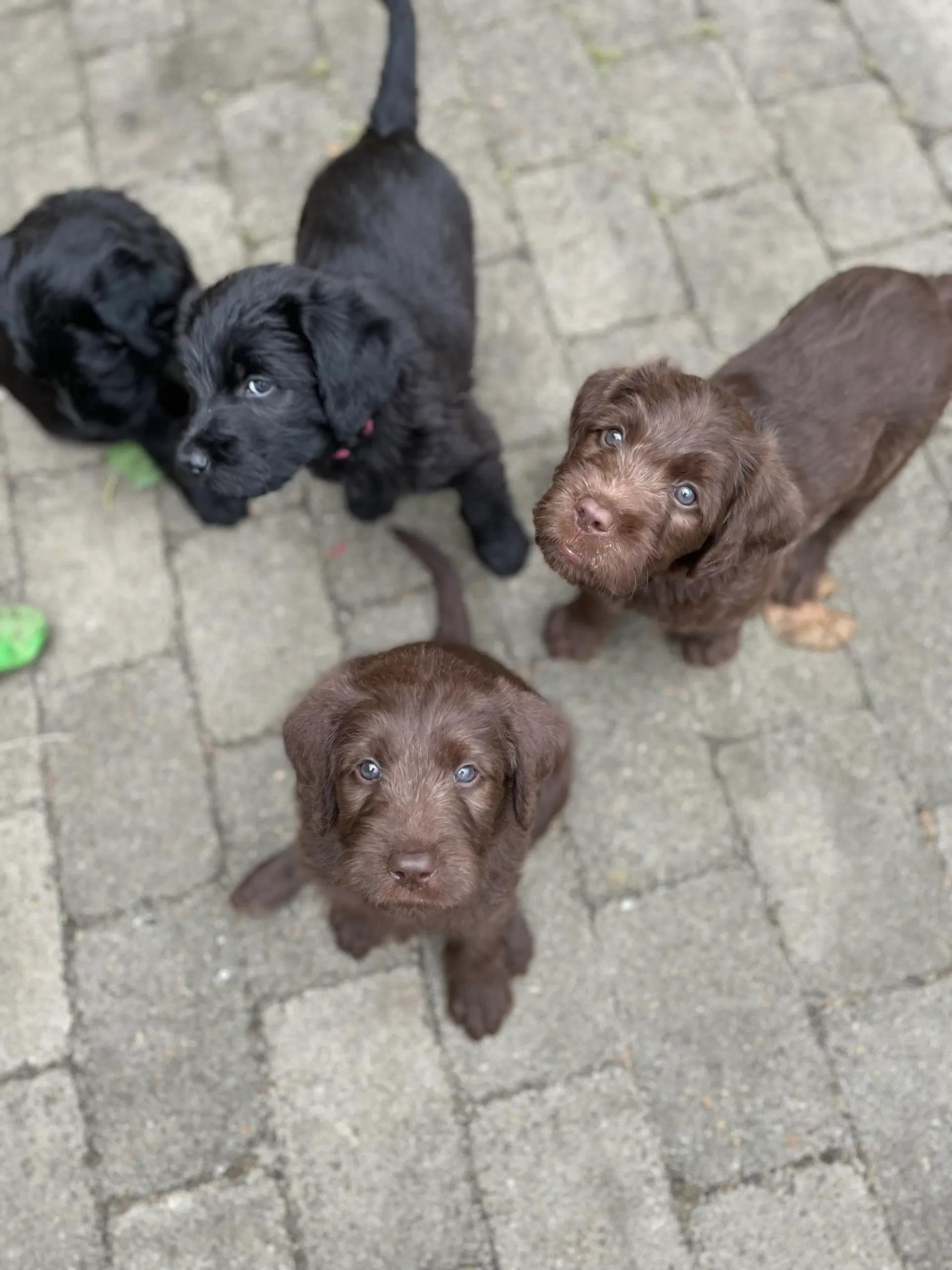 💕Labradoodle-hvalpe💕