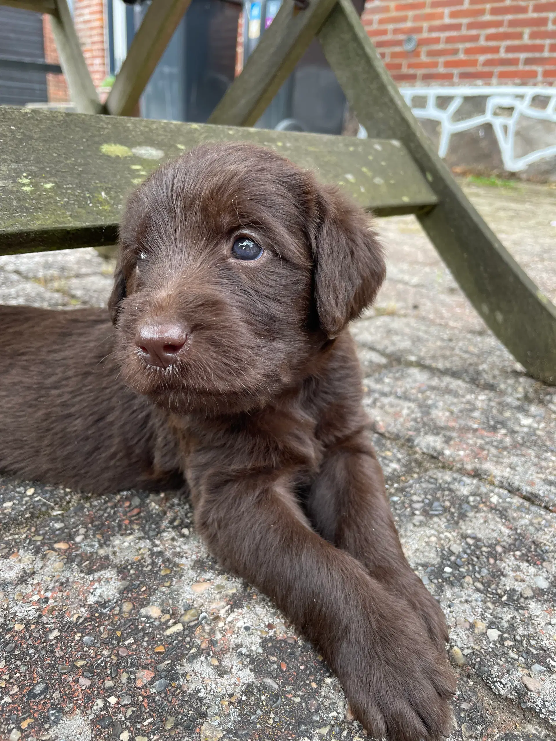 💕Labradoodle-hvalpe💕