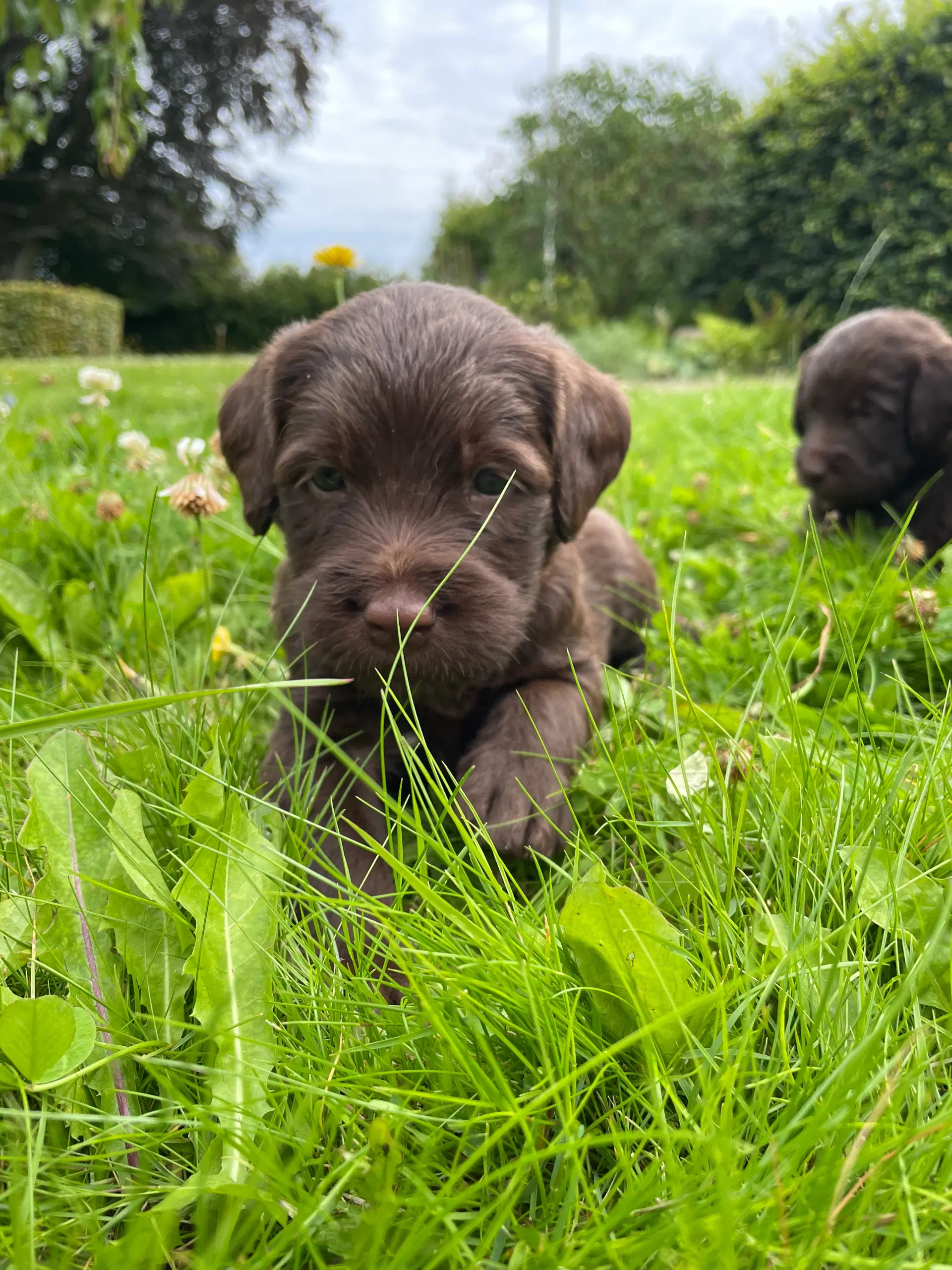 💕Labradoodle-hvalpe💕