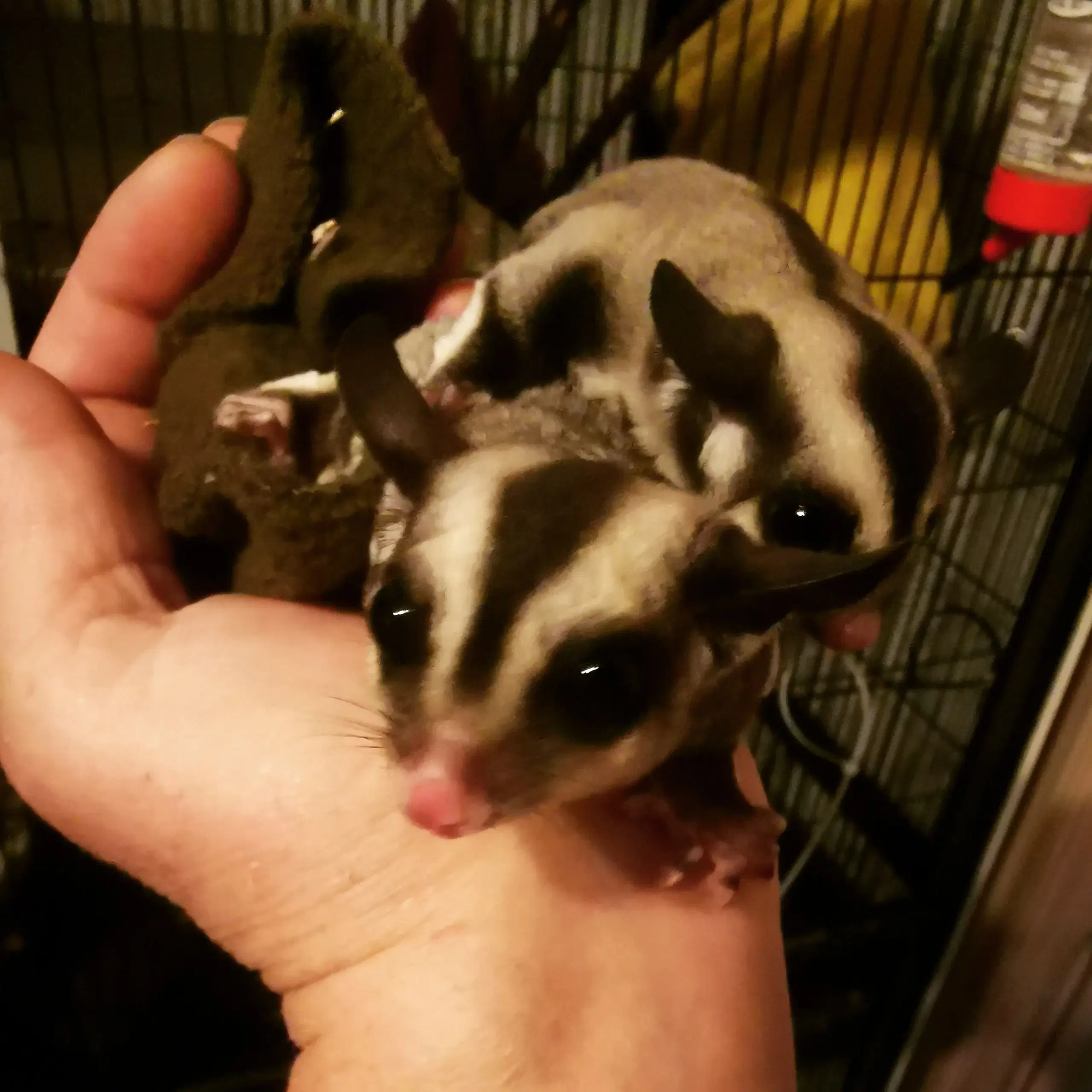 Sugarglider