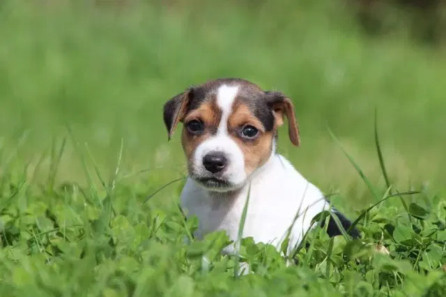 Avlstjeneste Dansk-Svensk Gårdhund