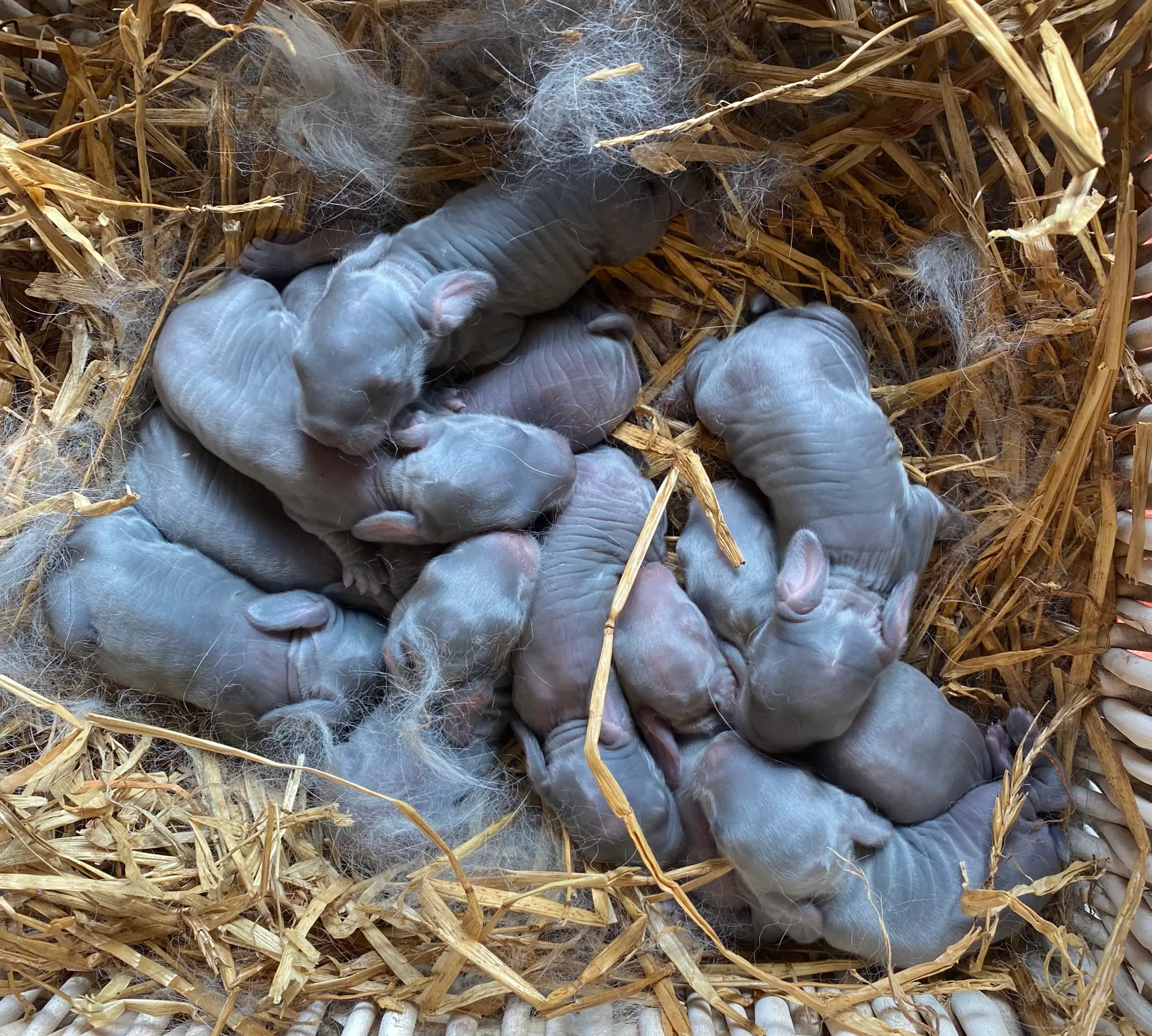 FRANSK VÆDDER HUN BLÅ OTTER