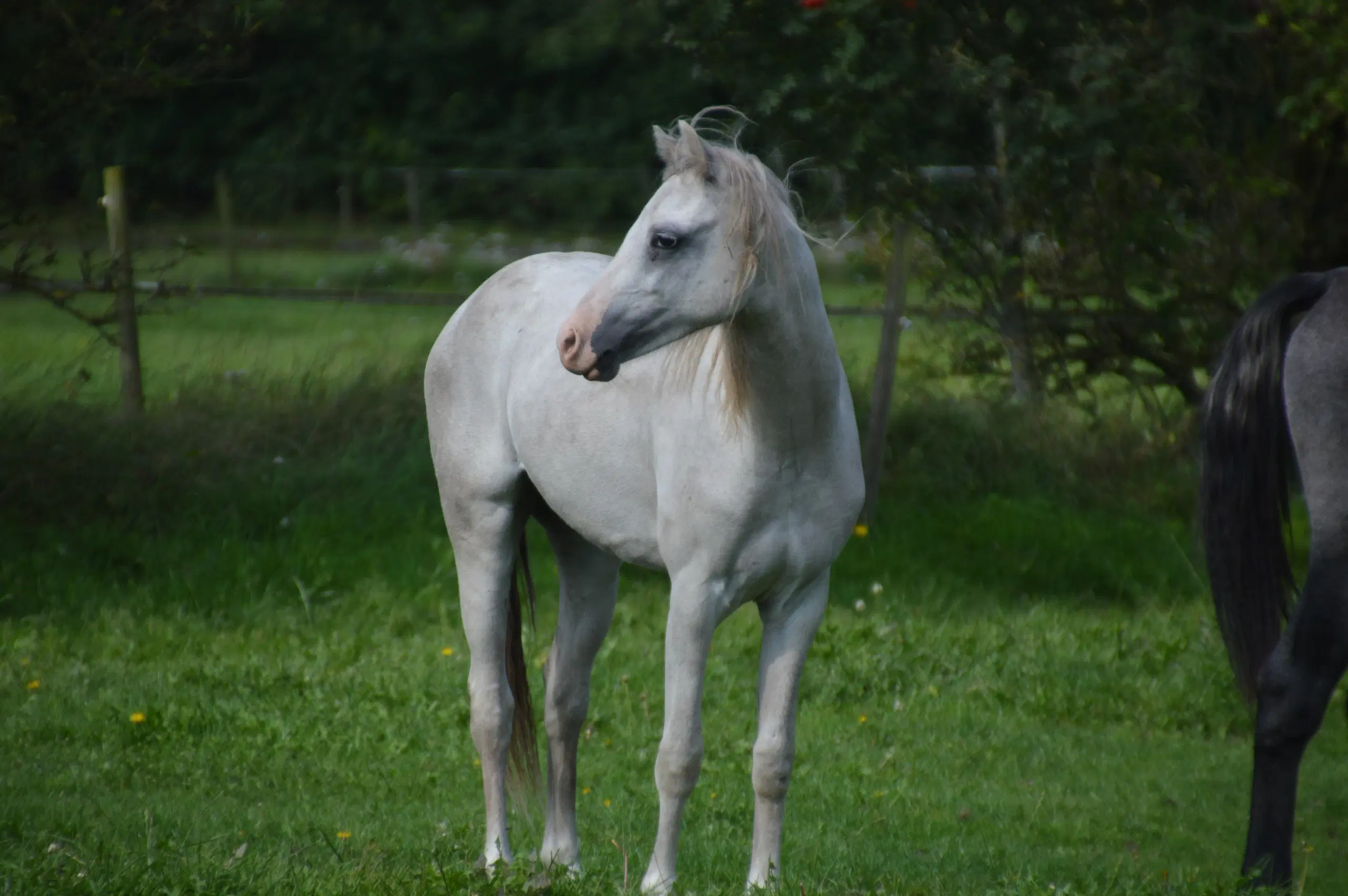 Welsh secB hingsteplag