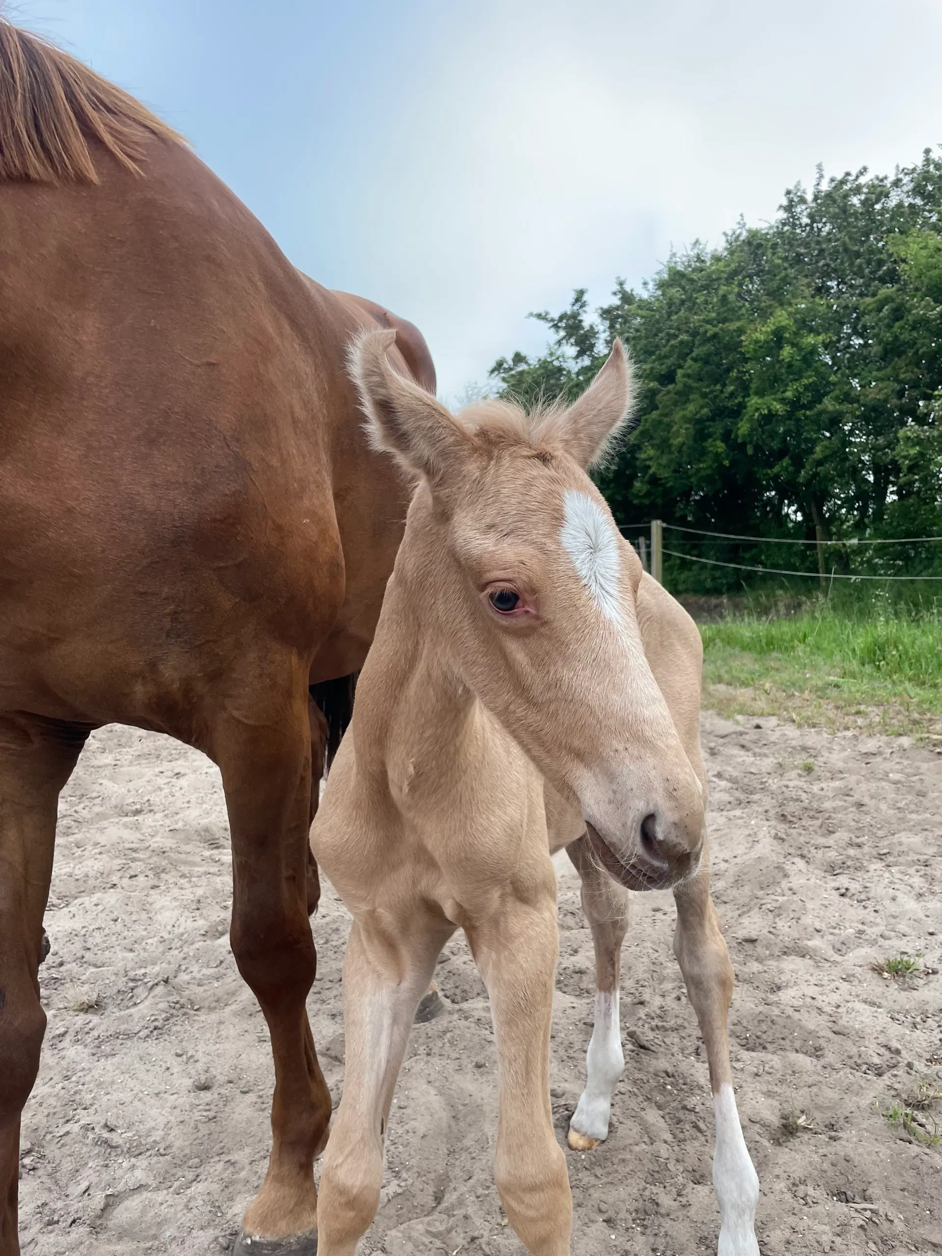 Palomino