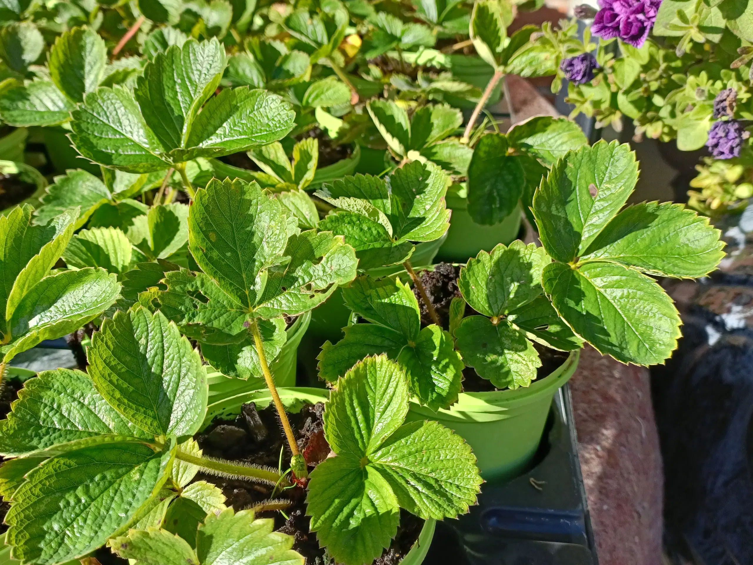 Jordbær planter