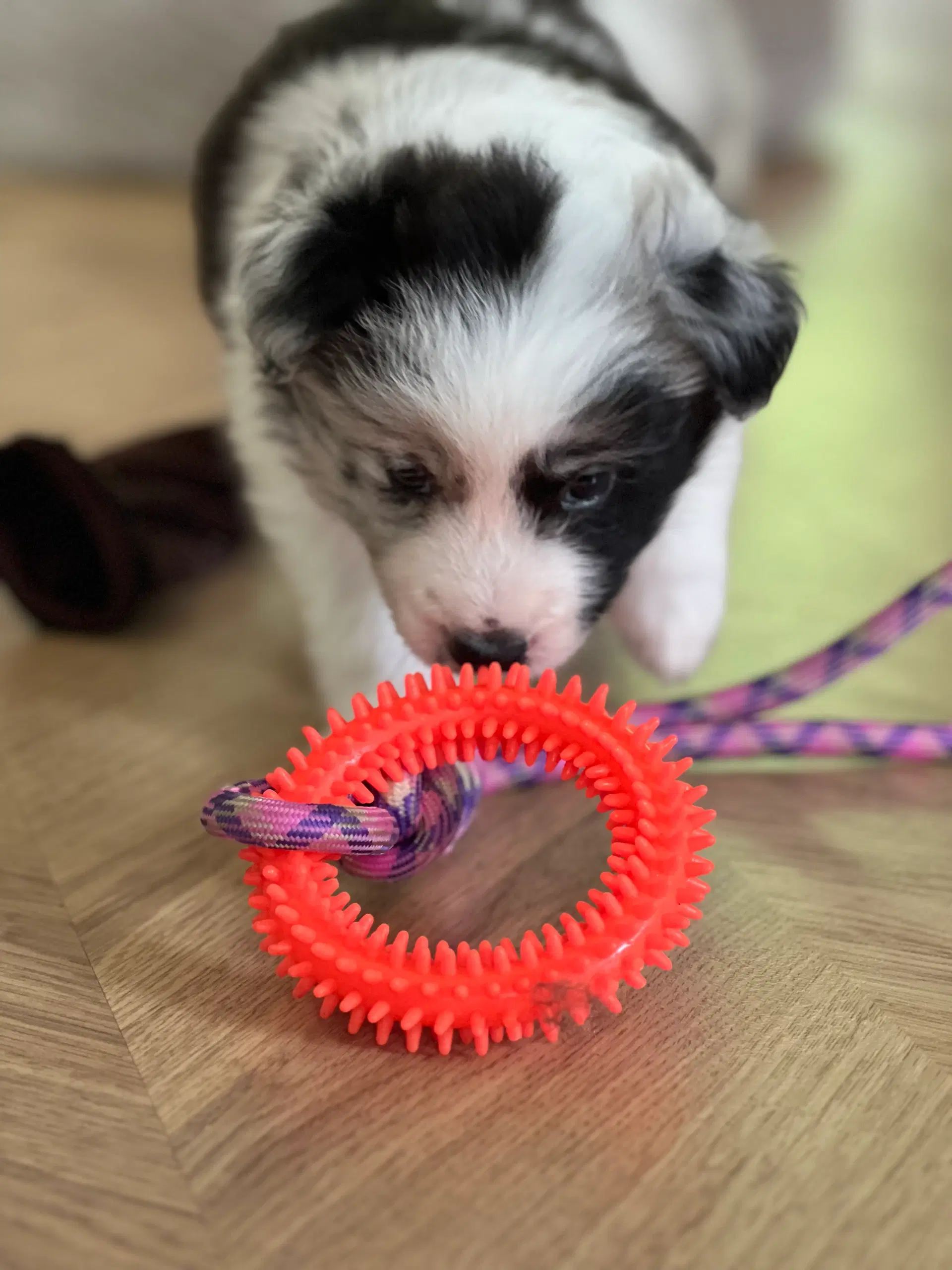 Border collie hvalpe velegnet som familiehund