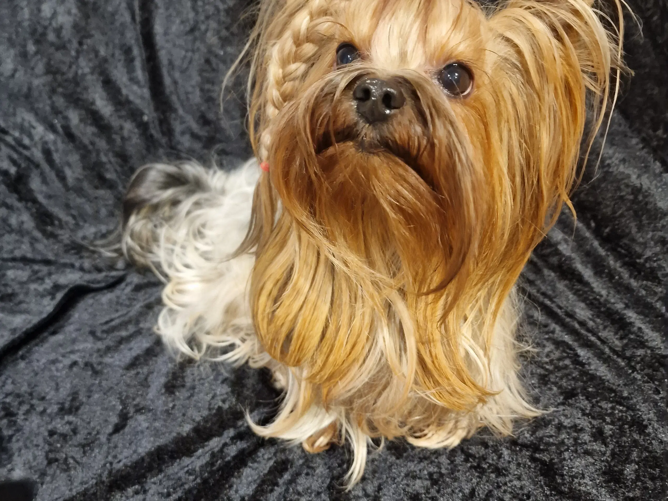 Smuk Yorkshire terrier hanhund  tilbydes til avl!