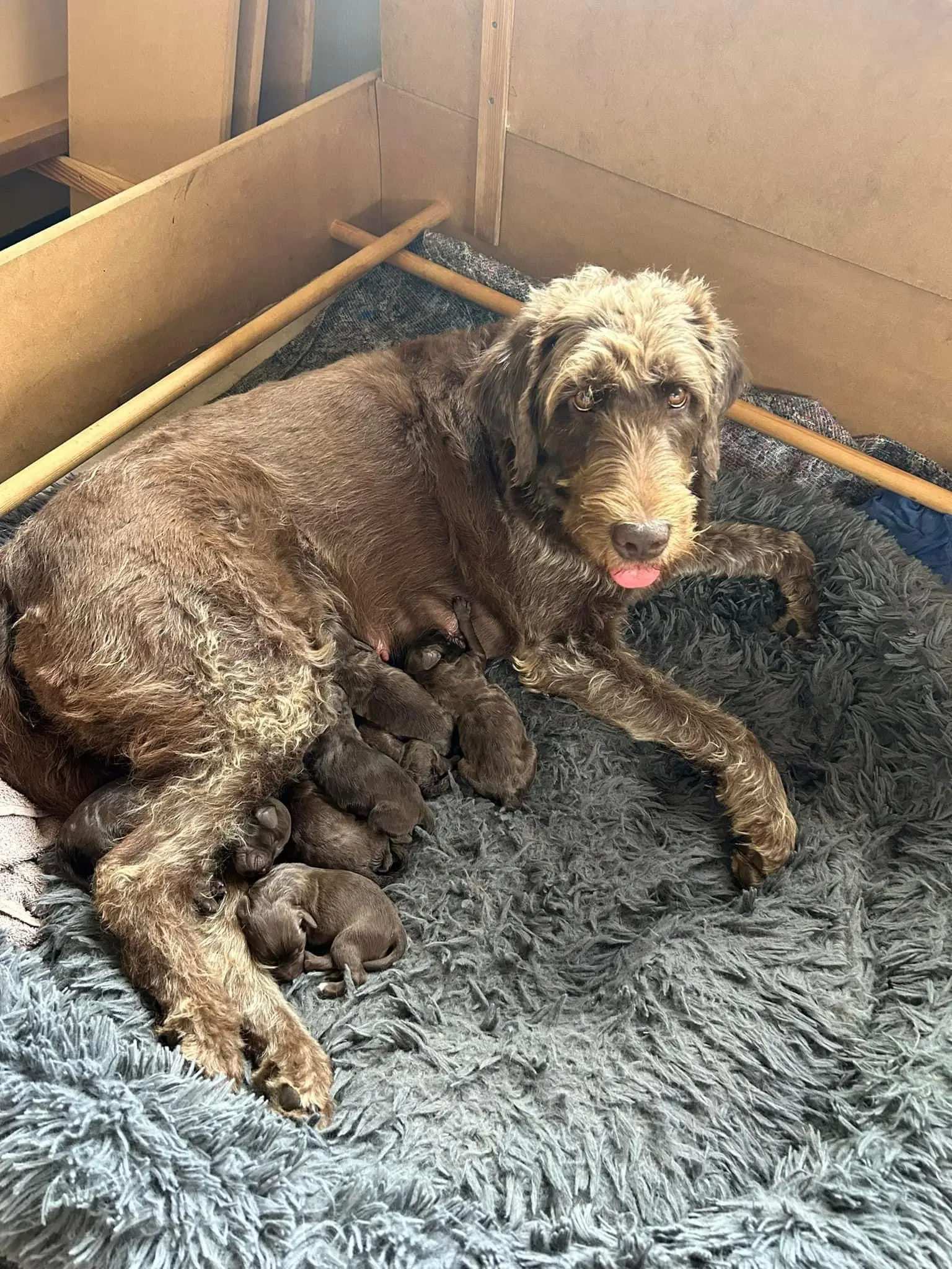 Labradoodle F1B hvalpe 2 uger salgsklar 23 juni