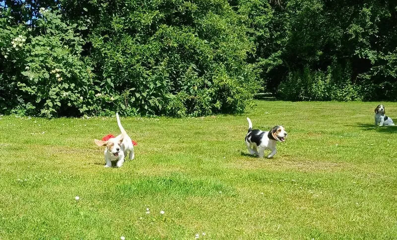 Petit basset griffon hvalpe