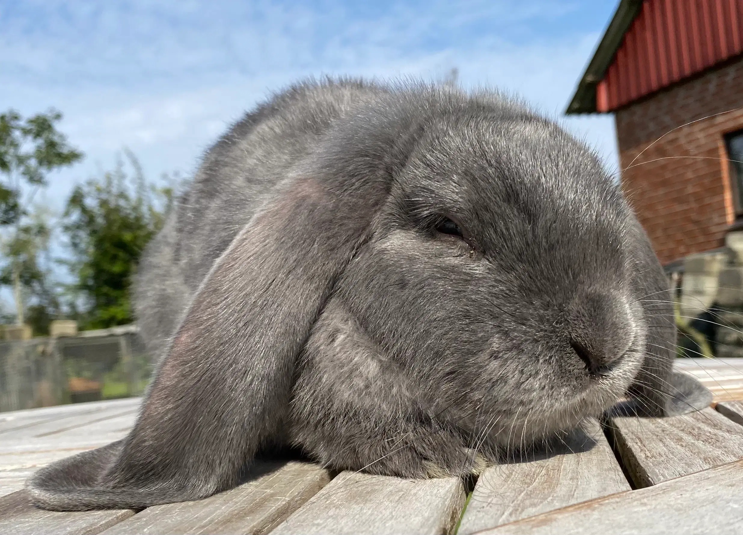 FRANSK VÆDDER HAN BLÅ