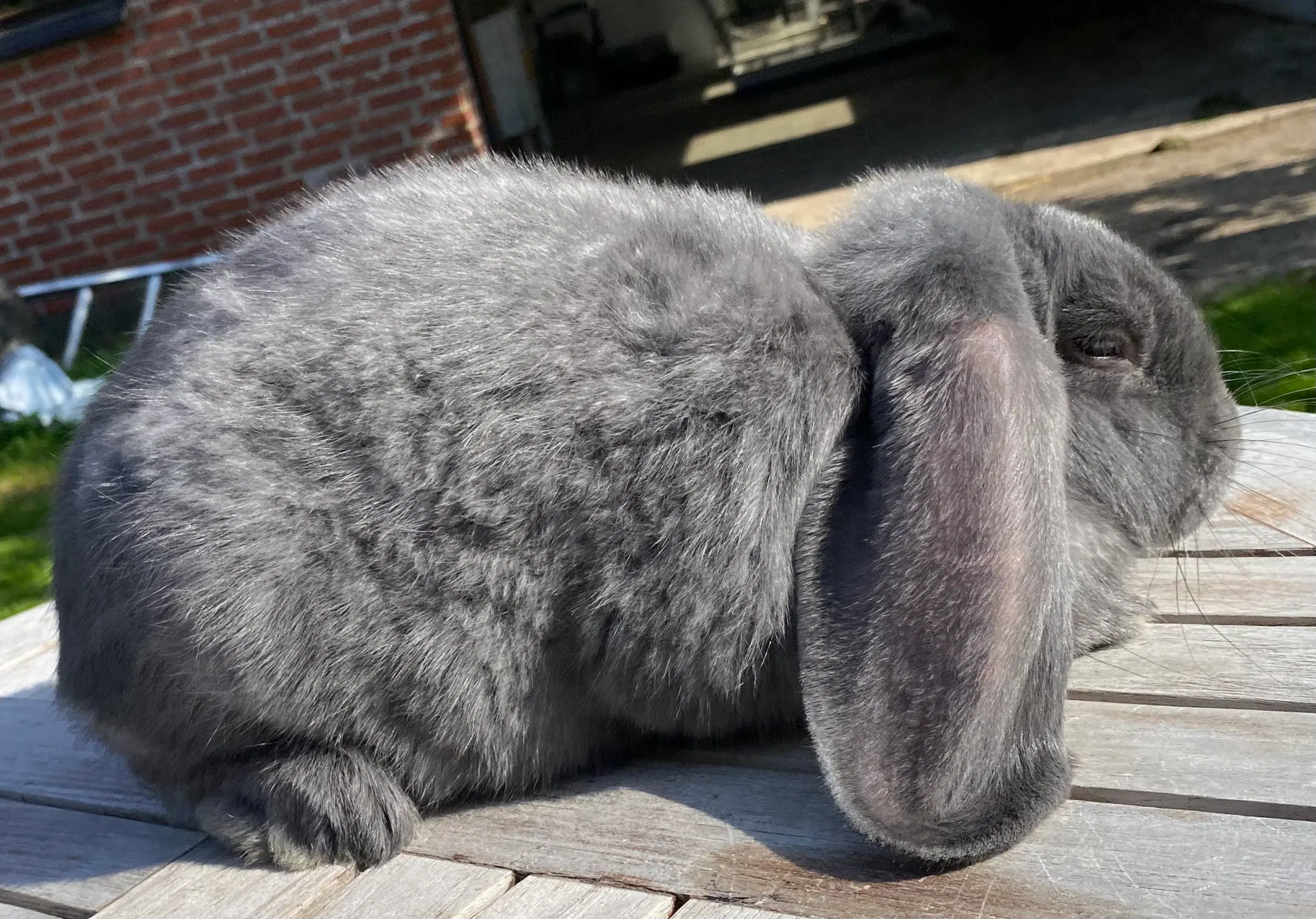 FRANSK VÆDDER HAN BLÅ