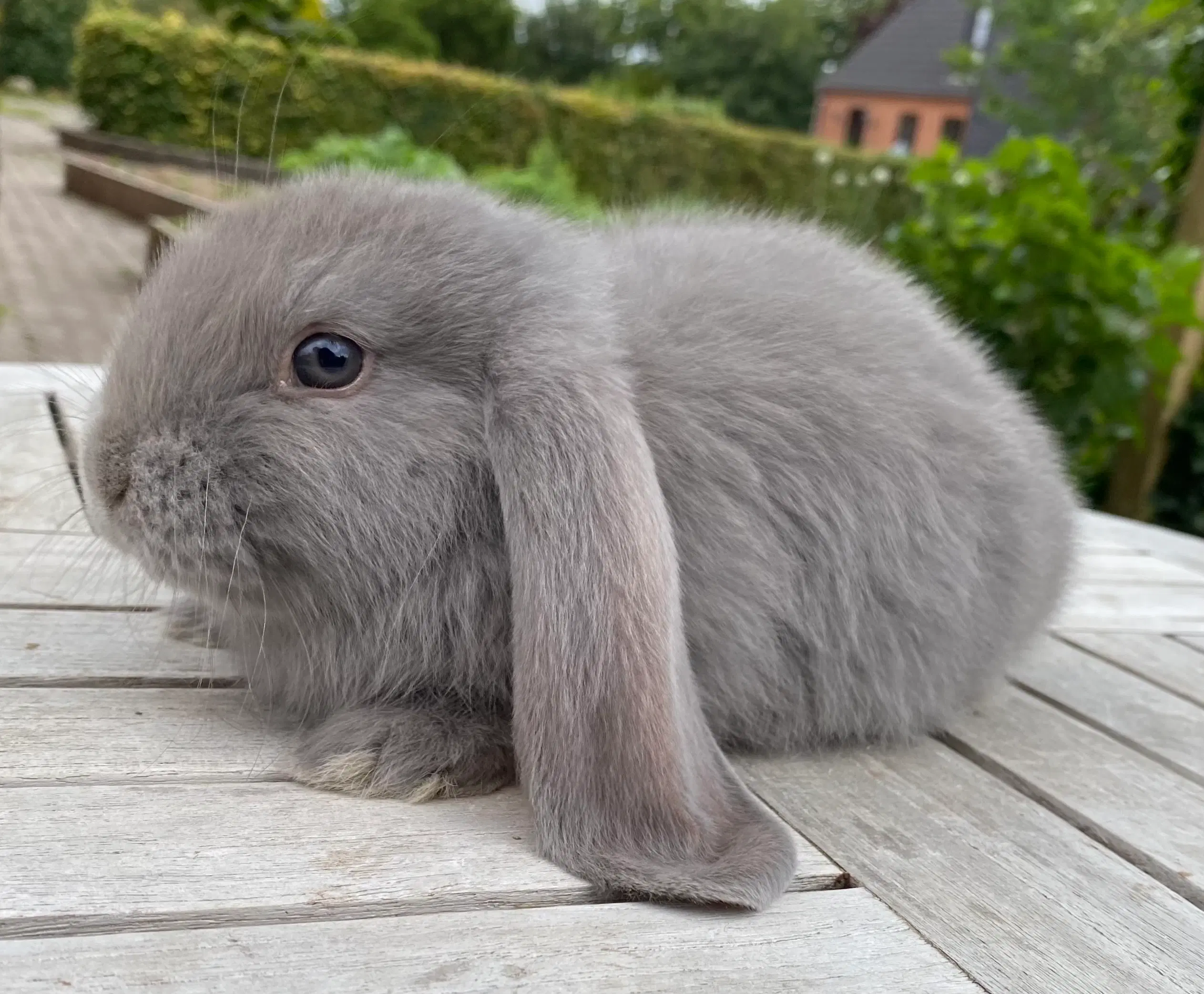 FRANSK VÆDDER HAN BLÅ