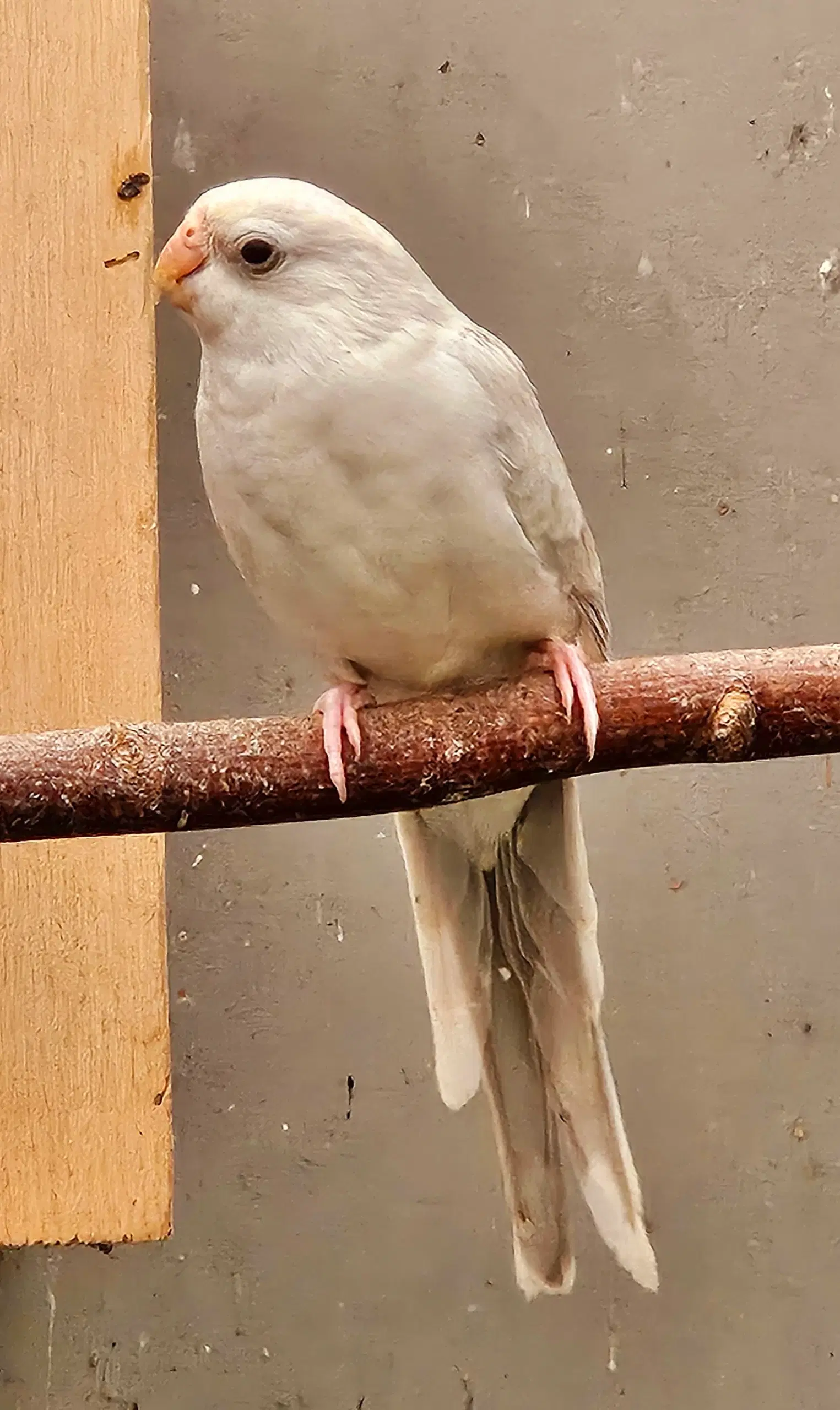 Pastelblå opaline sangparakitter