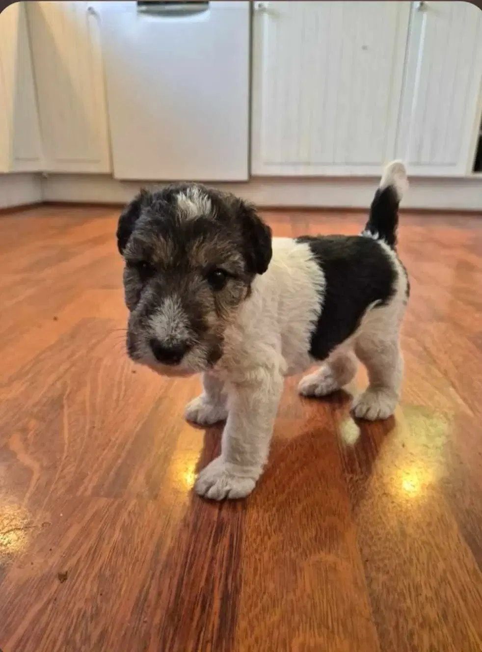 Foxterrier hvalpe 8 uger