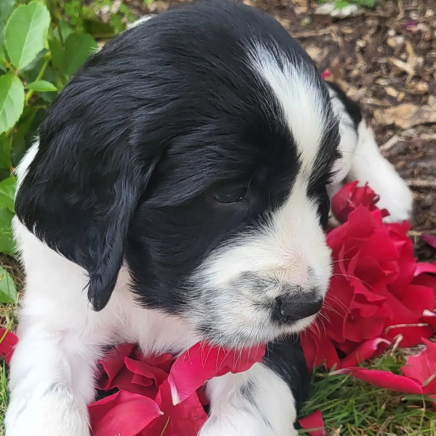 Engelsk springer Spaniel hvalpe