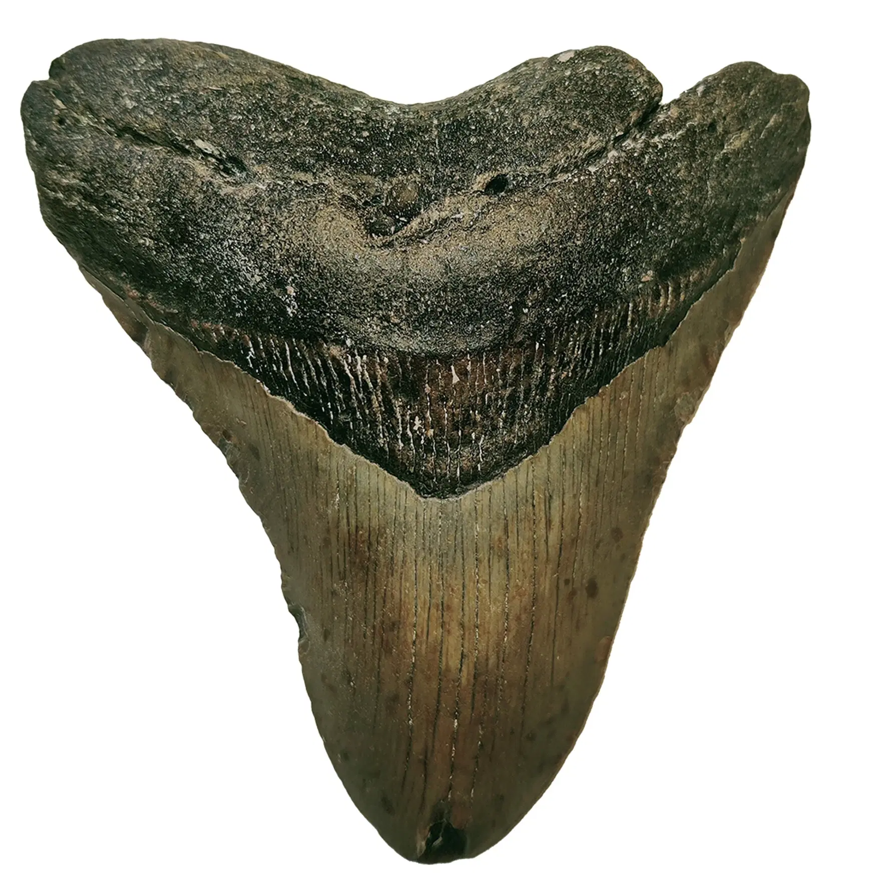 Megalodon tand 129 cm