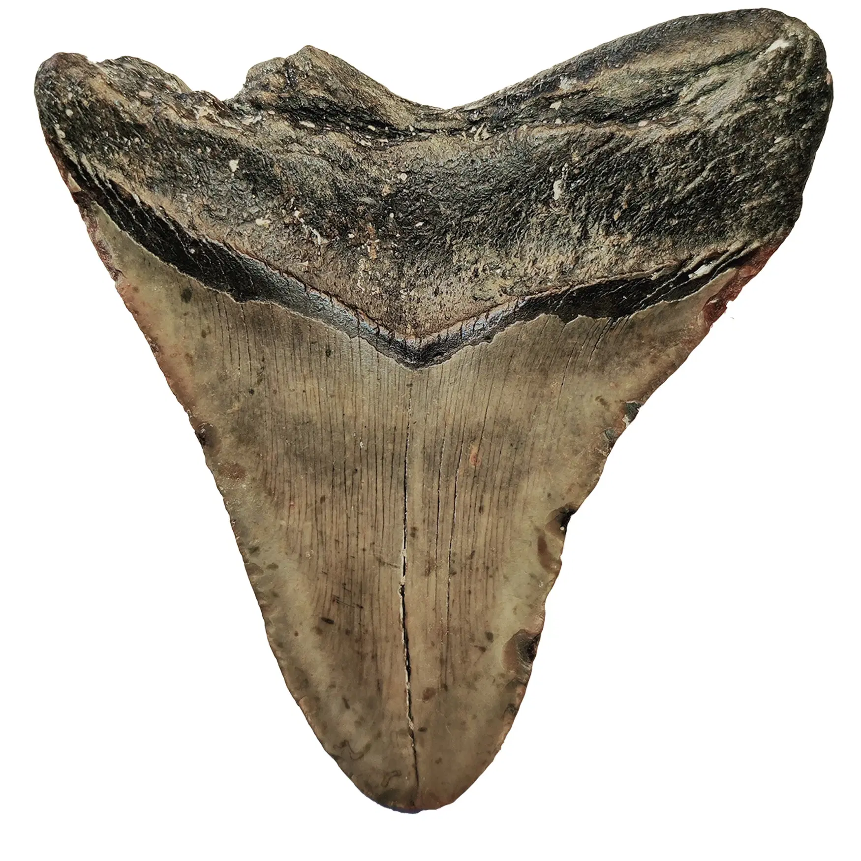 Megalodon tand 129 cm