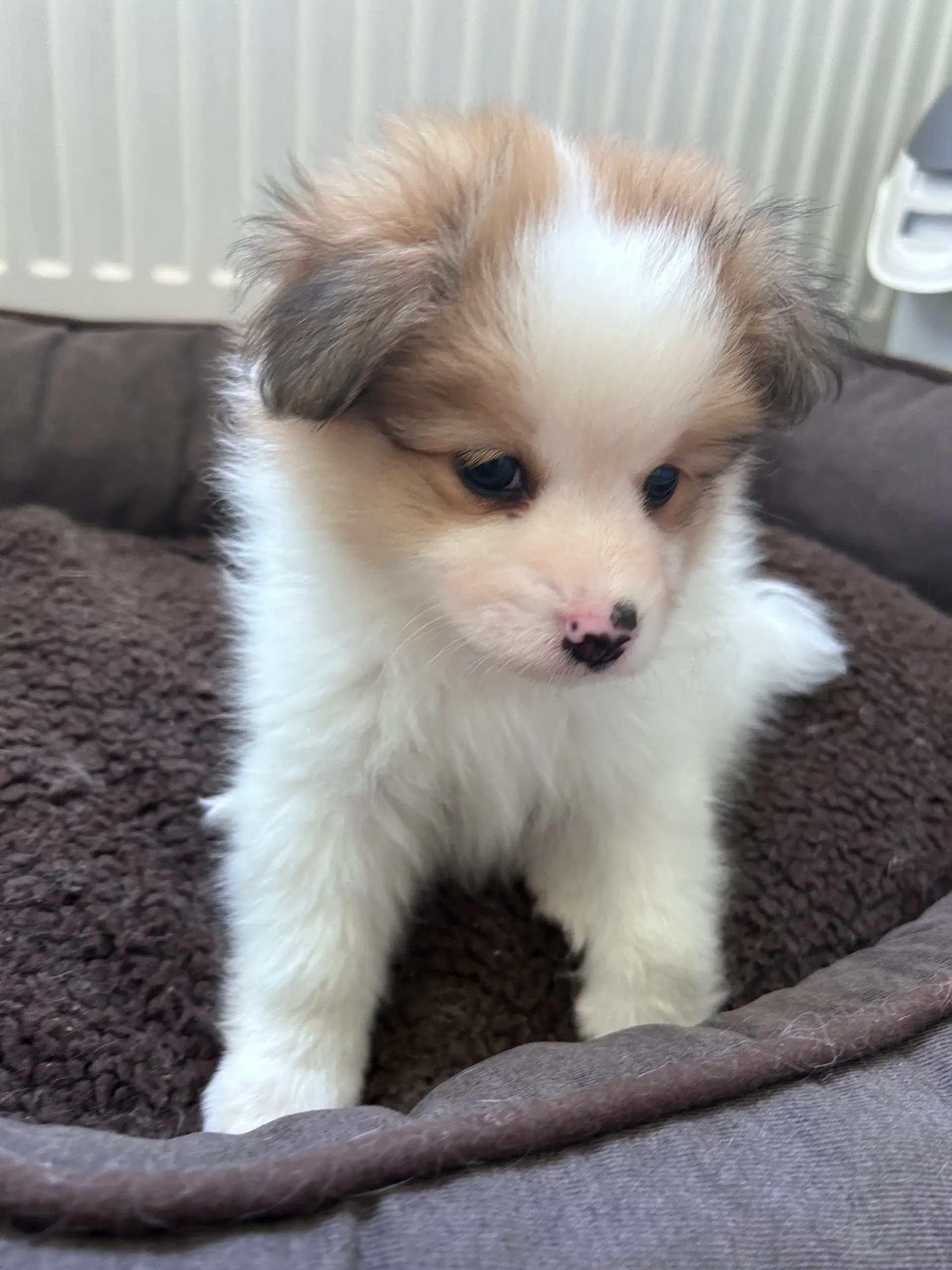 Pomeranian/papillon