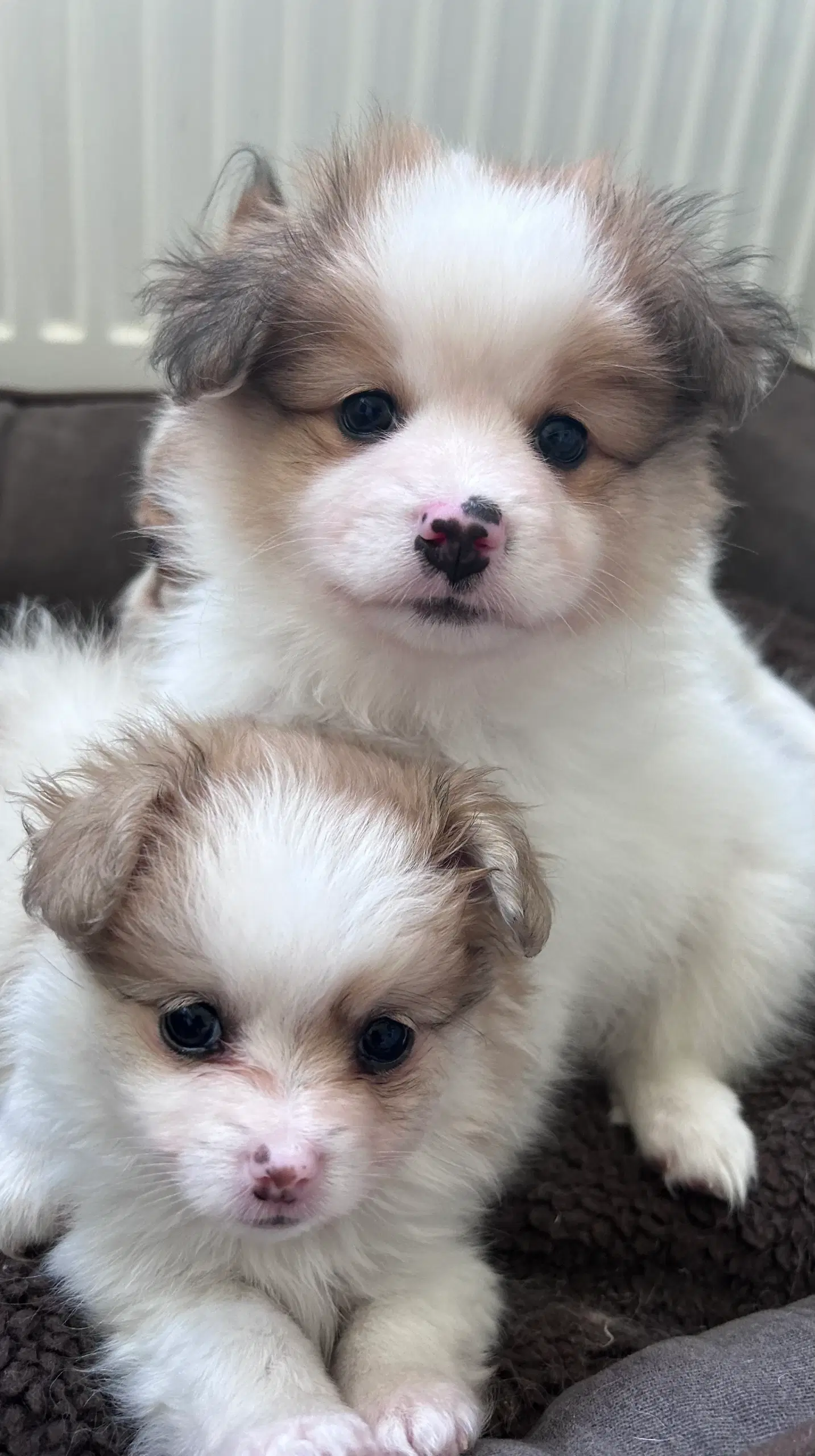 Pomeranian/papillon