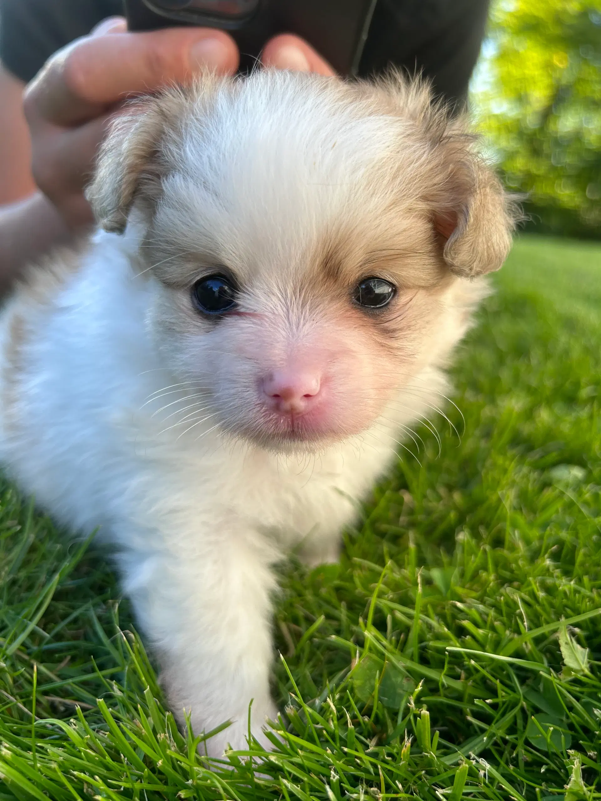 Pomeranian/papillon