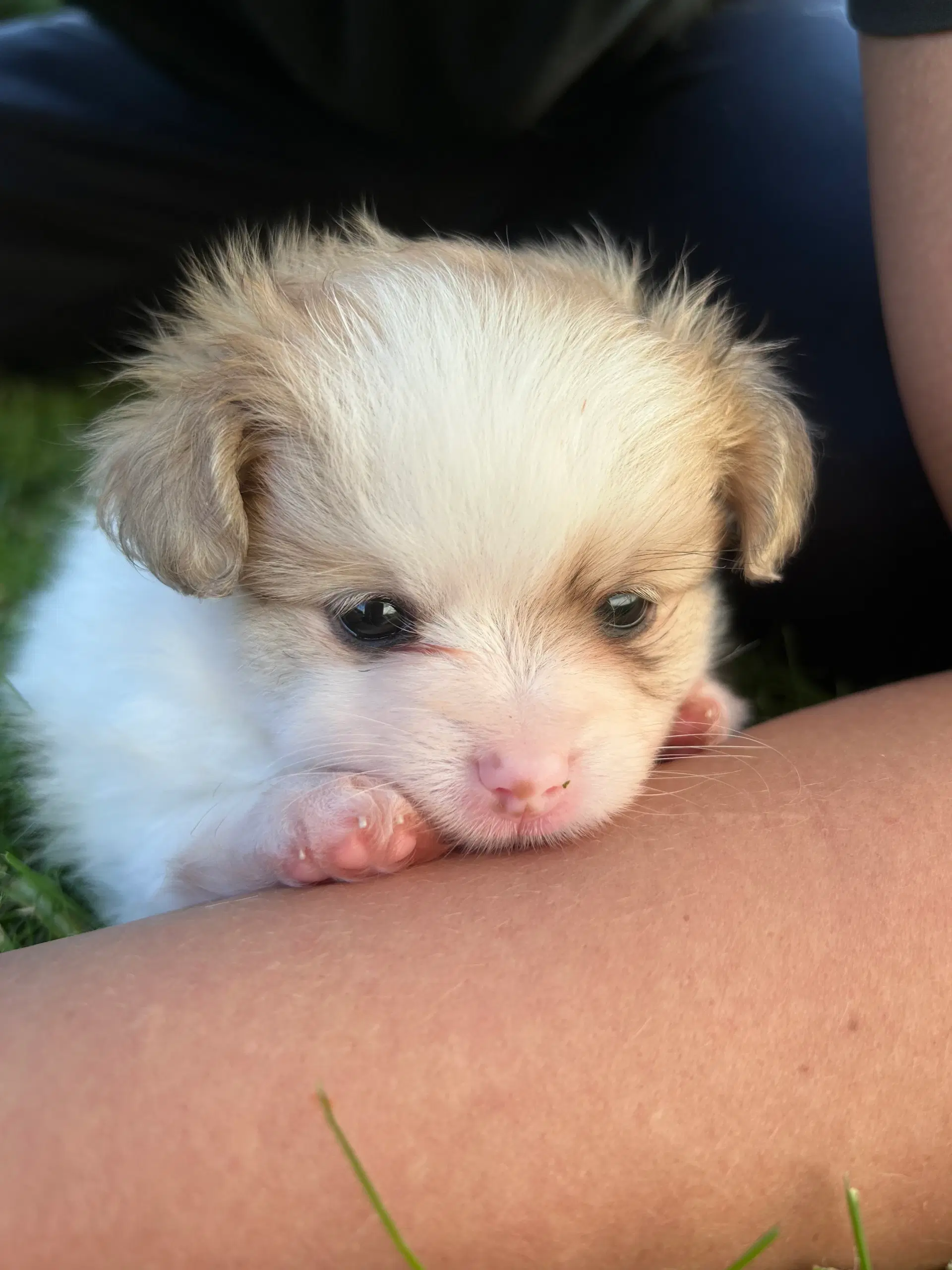 Pomeranian/papillon