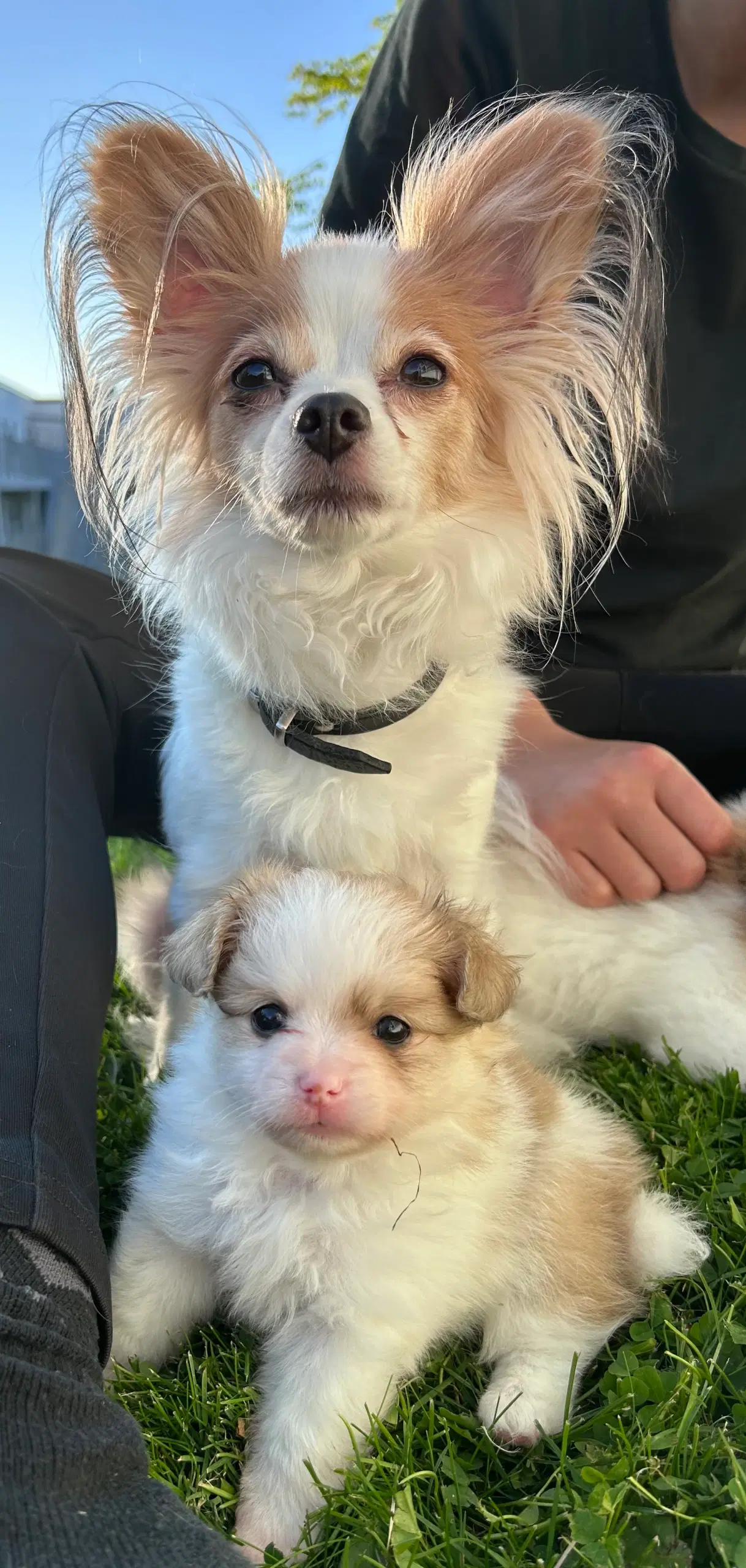 Pomeranian/papillon