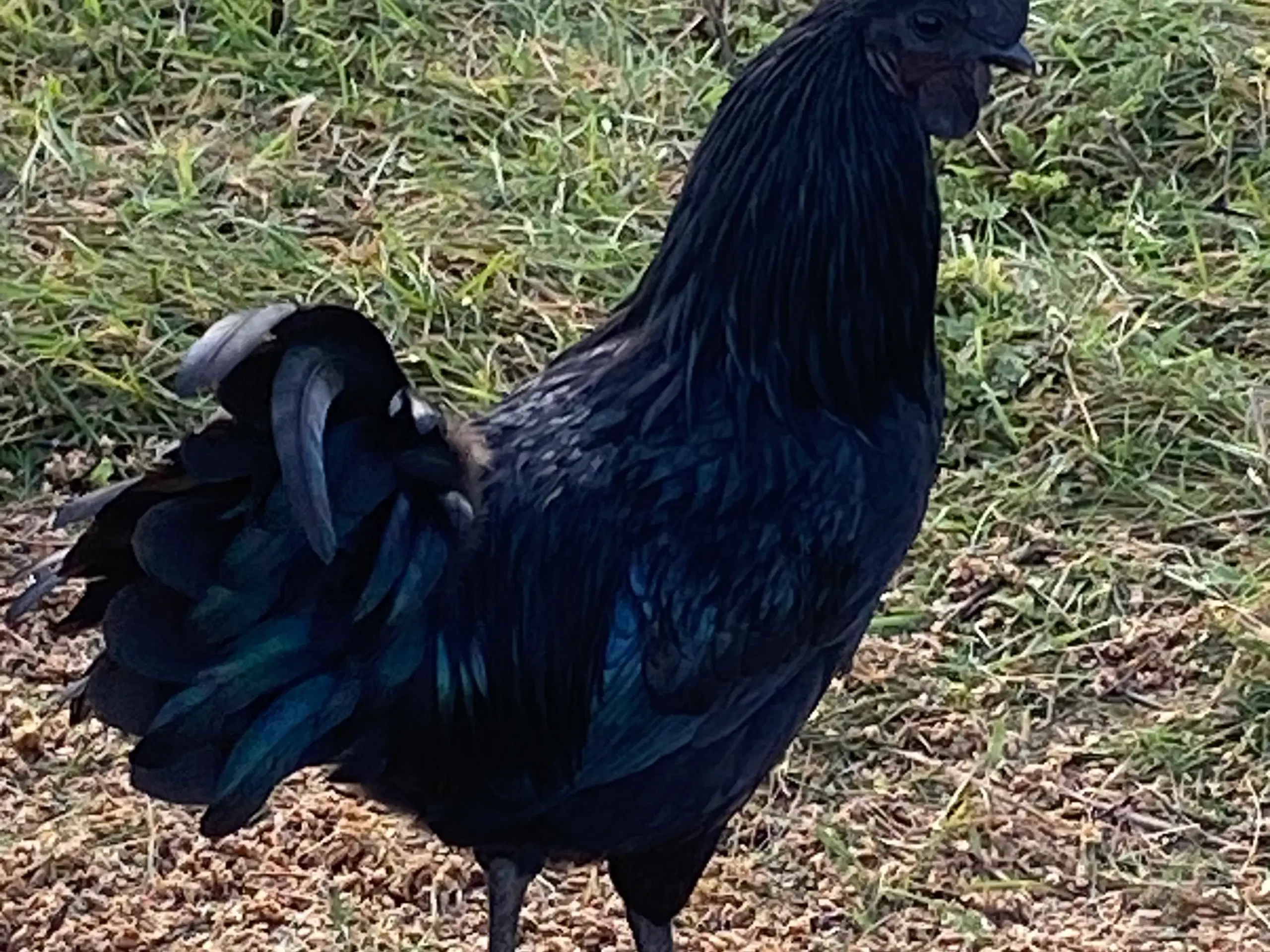 Ayam Cemani sælges