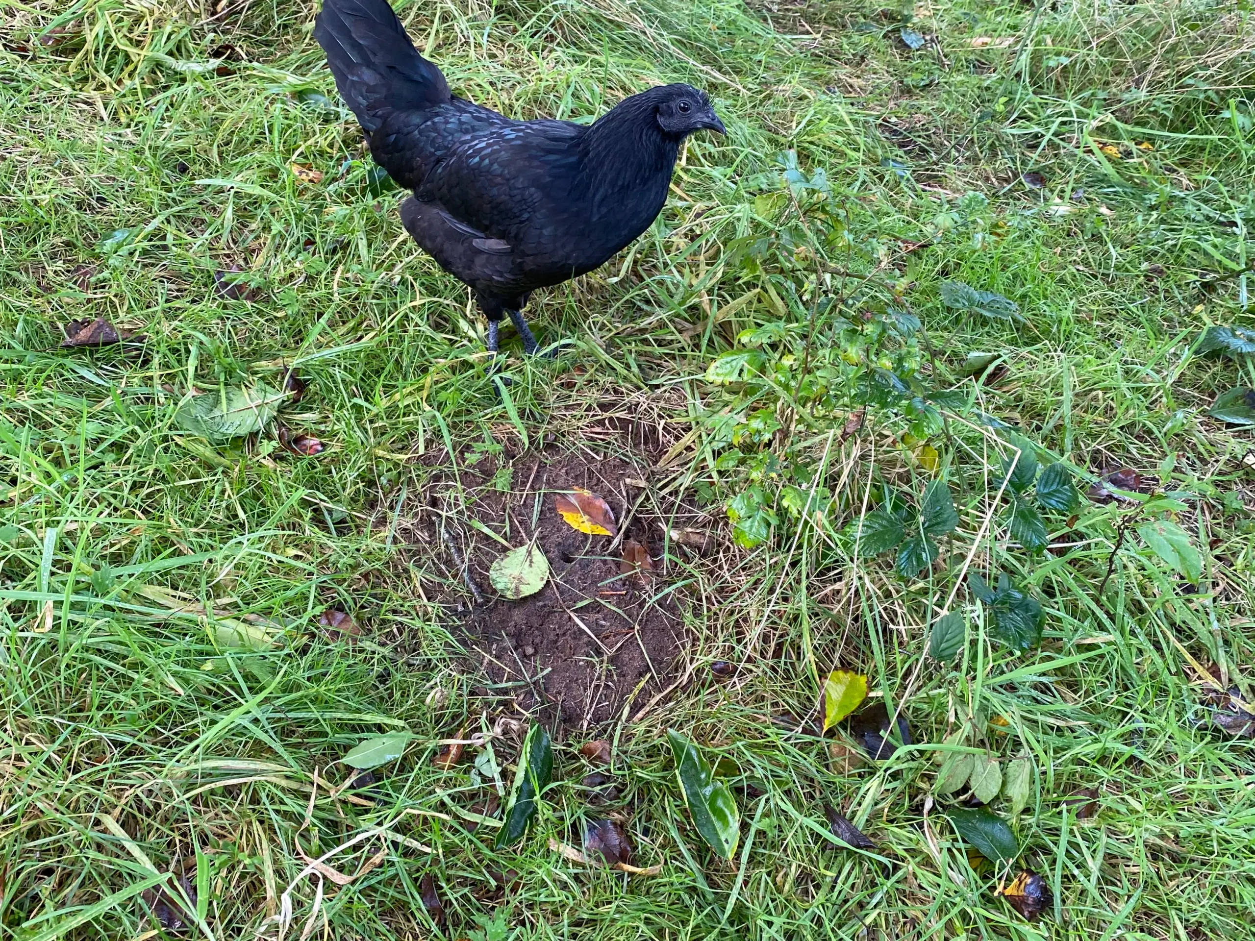 Ayam Cemani sælges