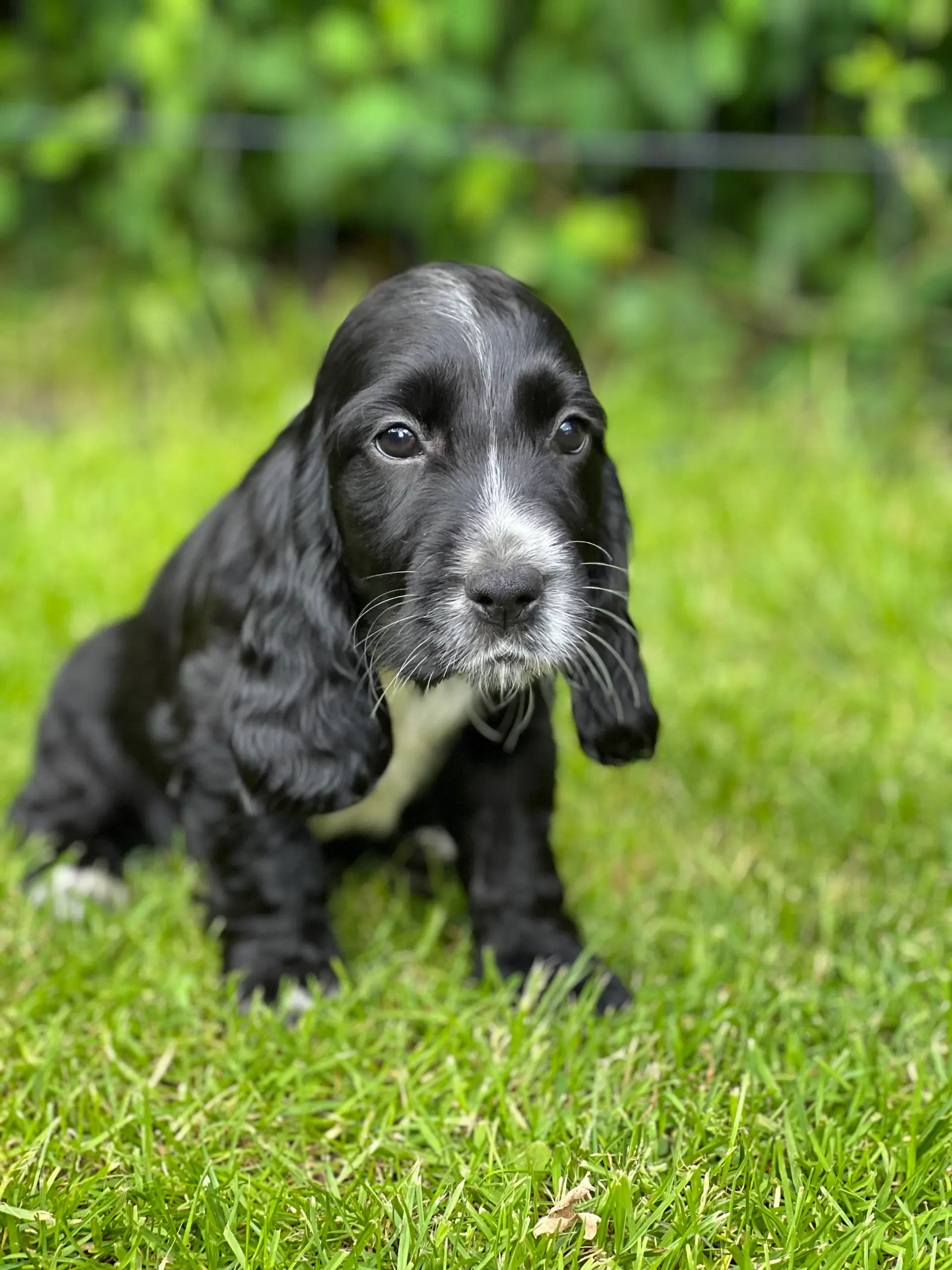 Cocker spaniel