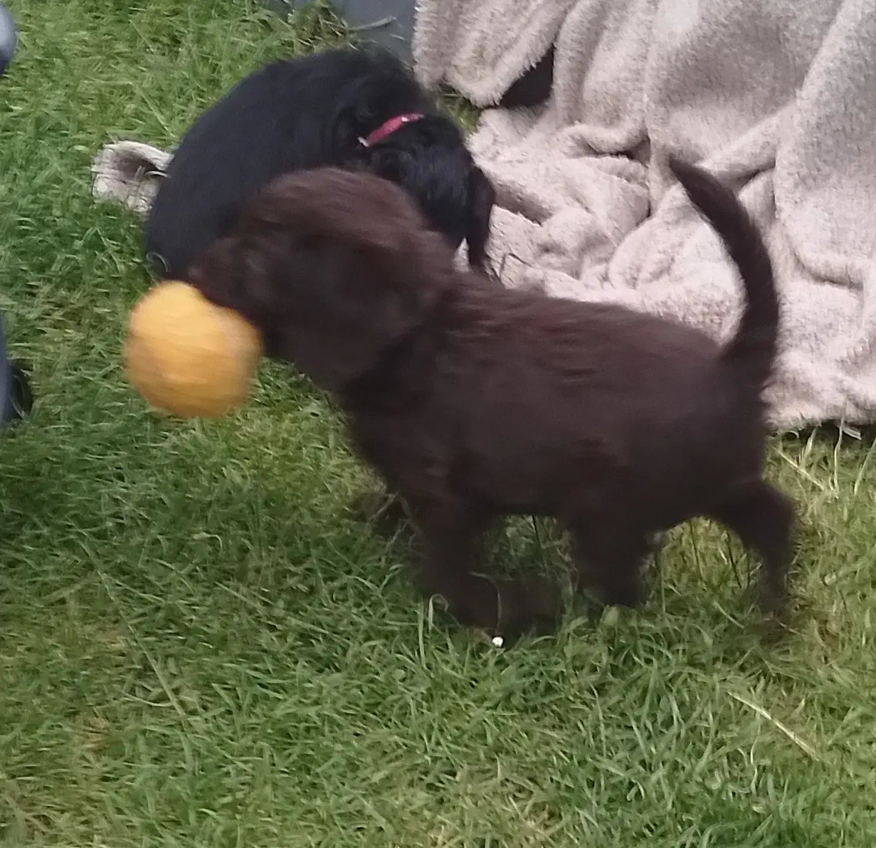 Labradoodle hvalpe