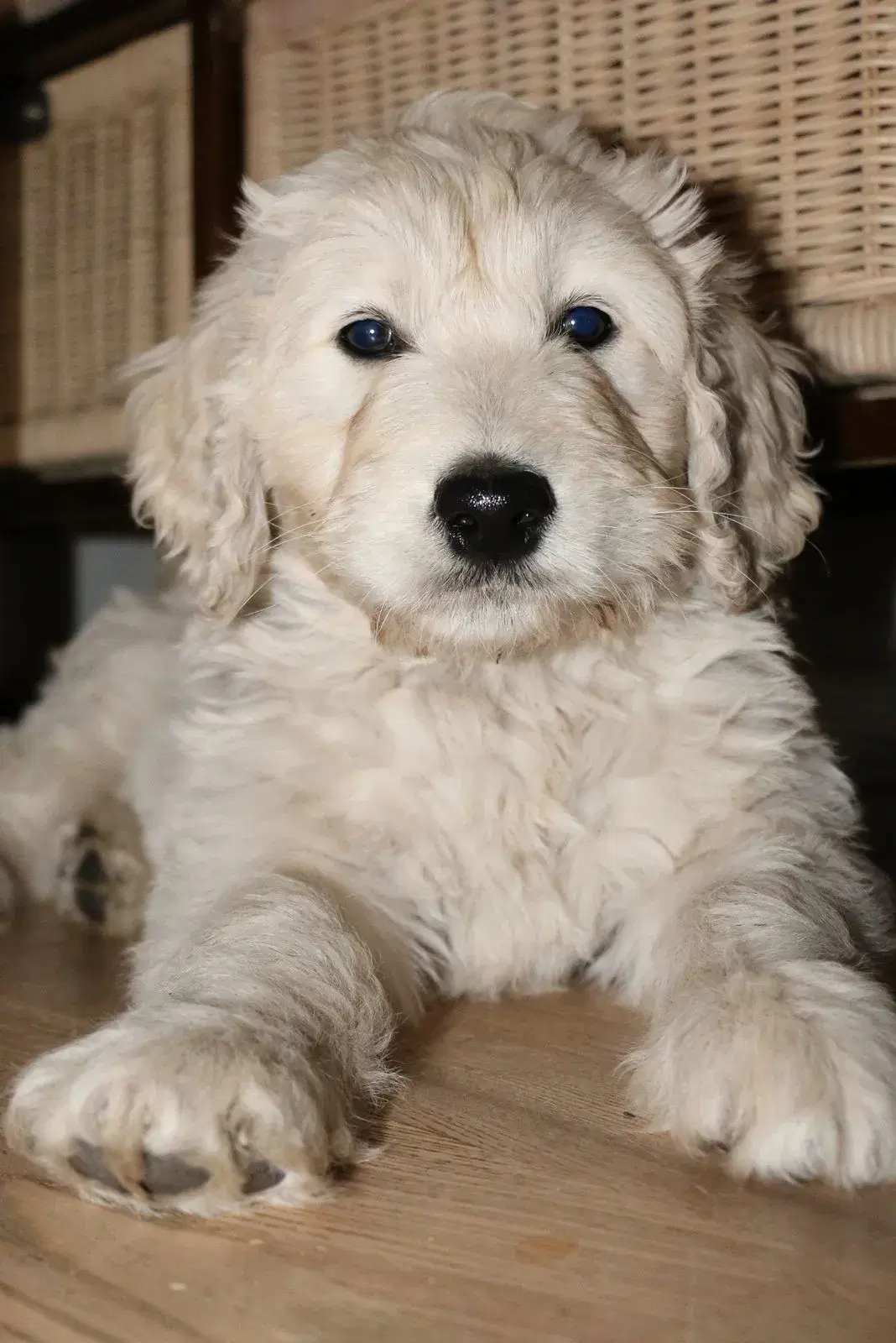 Goldendoodle og andre doodler