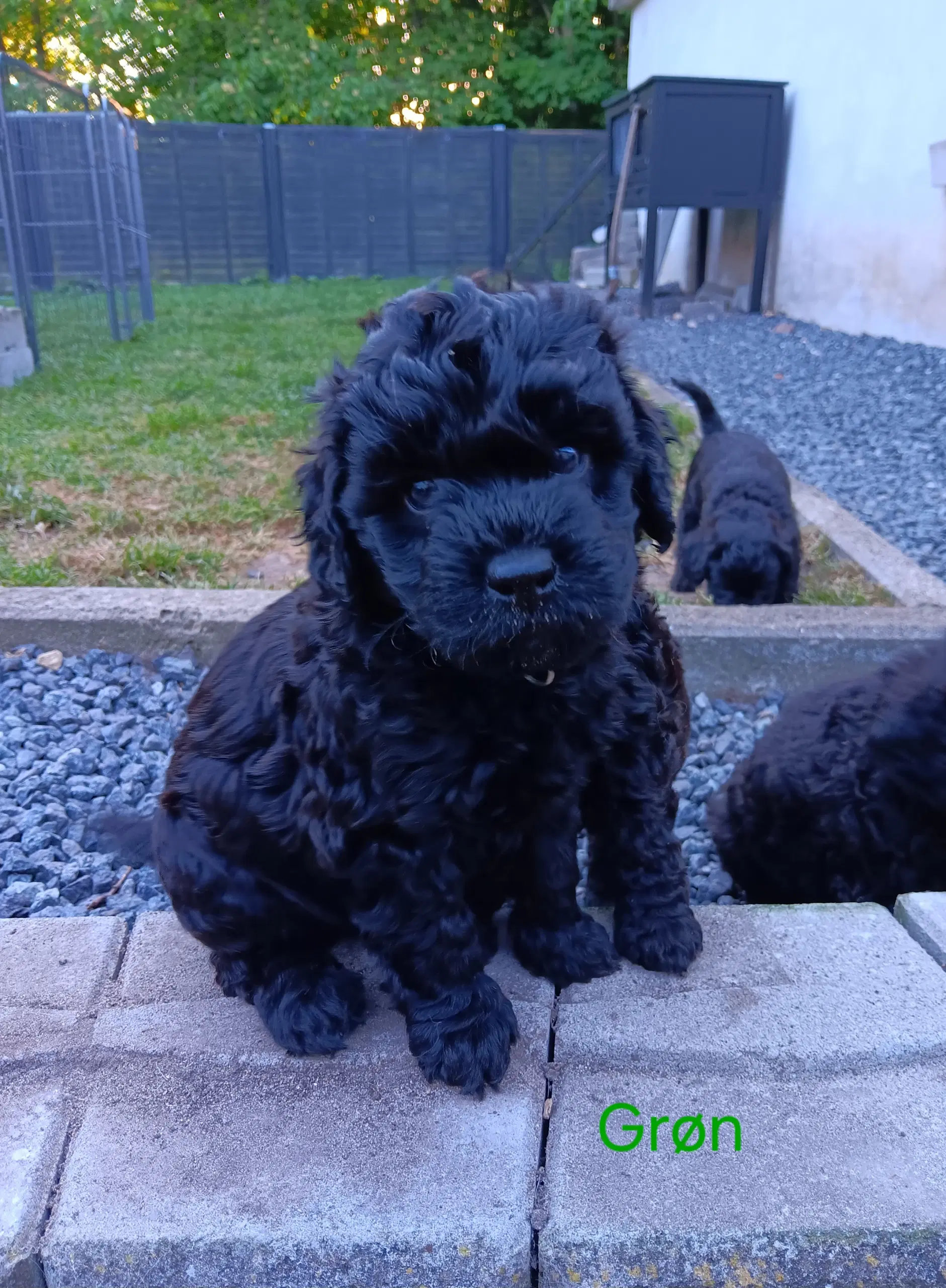 Skønne Labradoodle F1B hvalpe