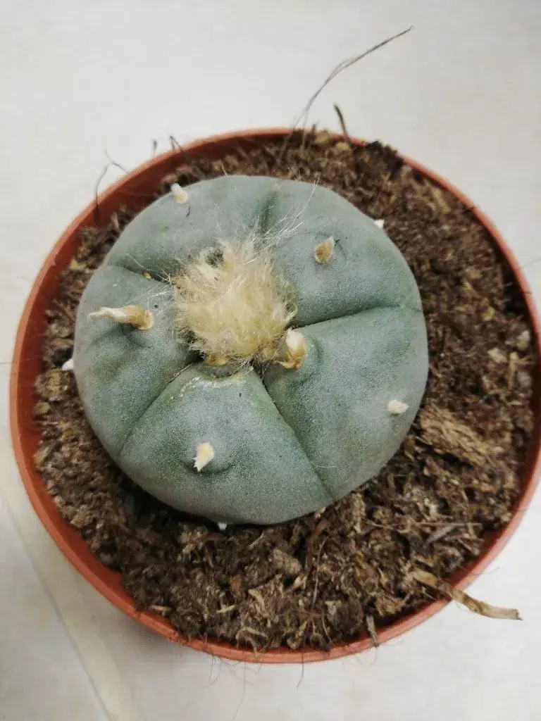 Peyote planter williamsii