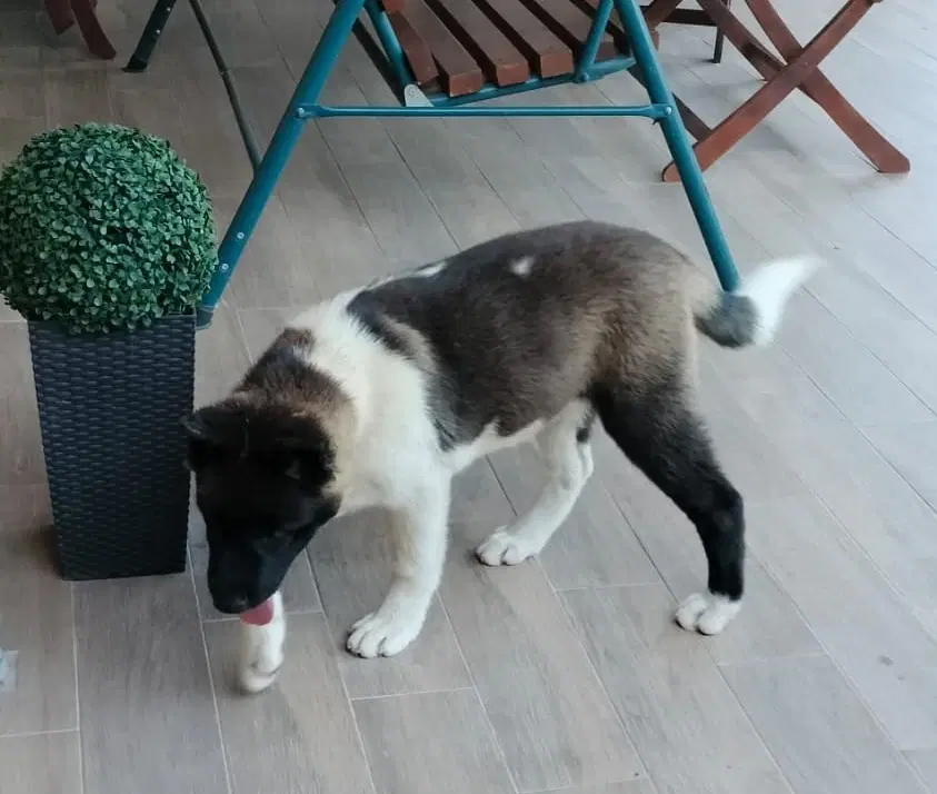 Americansk Akita