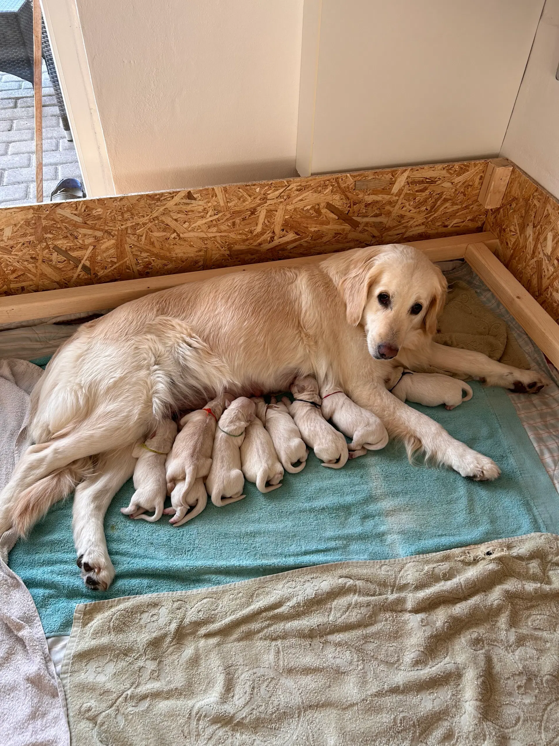 Lækre Golden retriever hvalpe