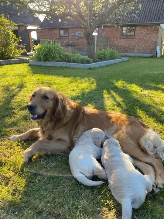 LÆKRE GOLDEN RETRIEVER HVALPE