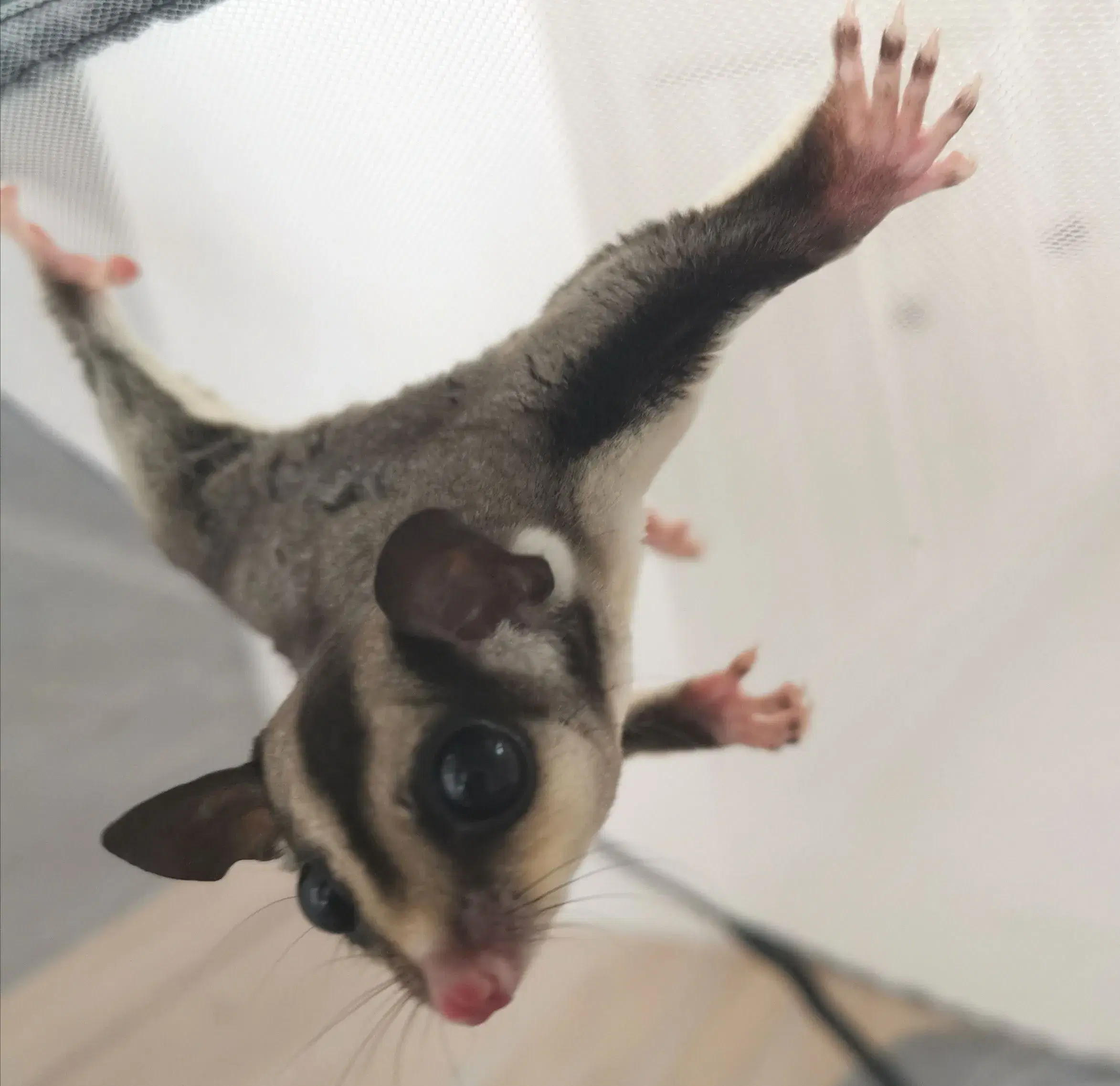 Sugarglider