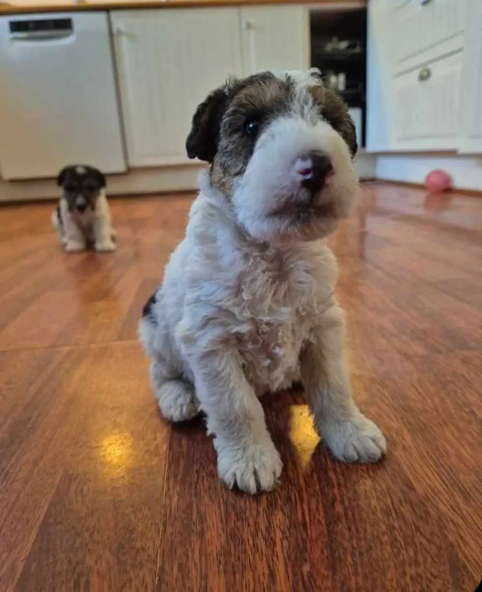 Foxterrier hvalpe 8 uger