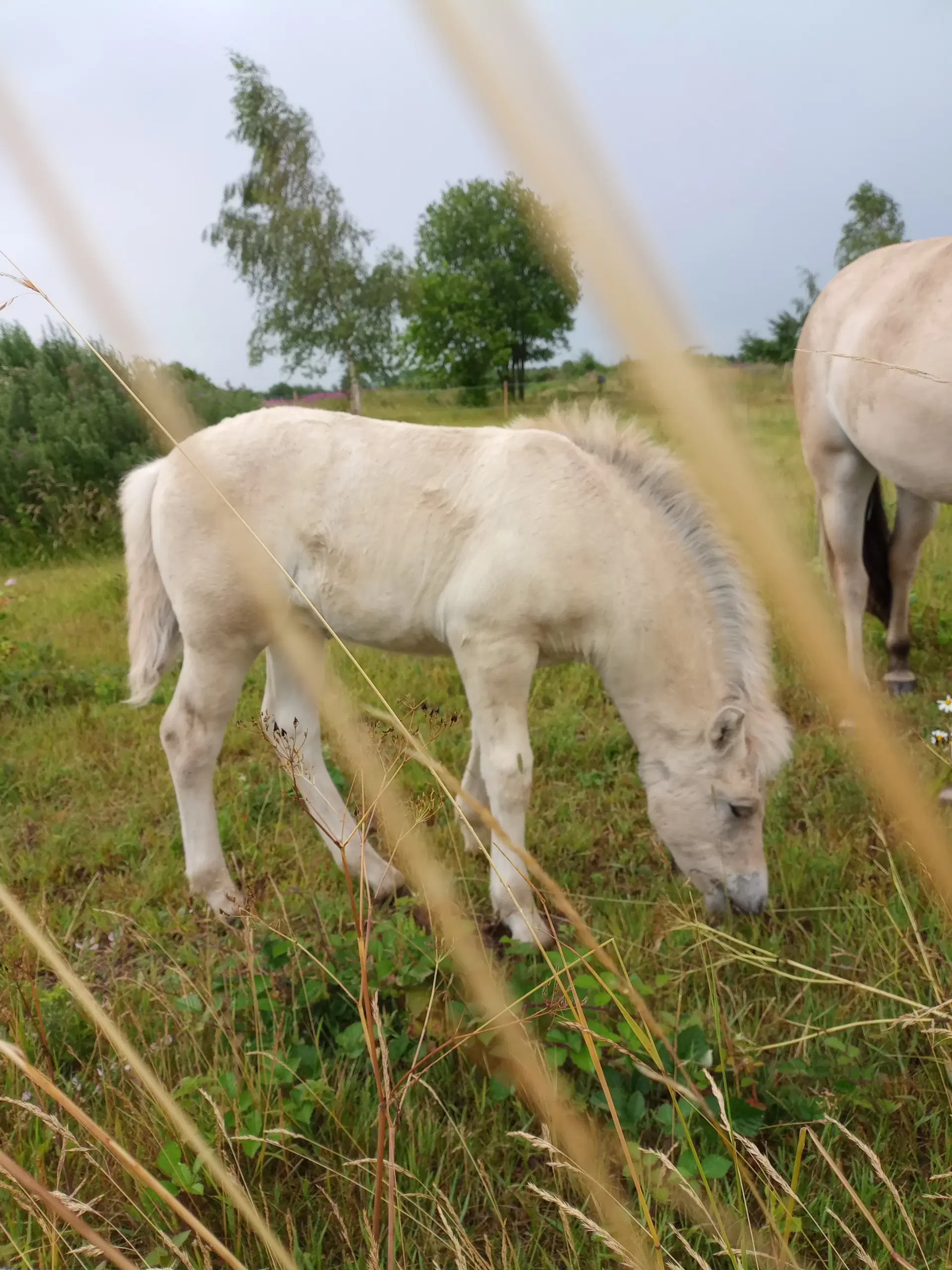 Fjordhest hingsteplag