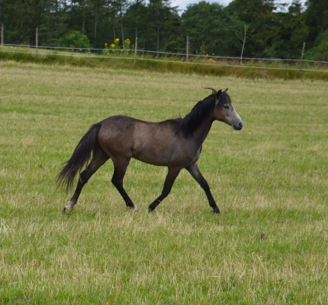 Welsh hoppe 1 år