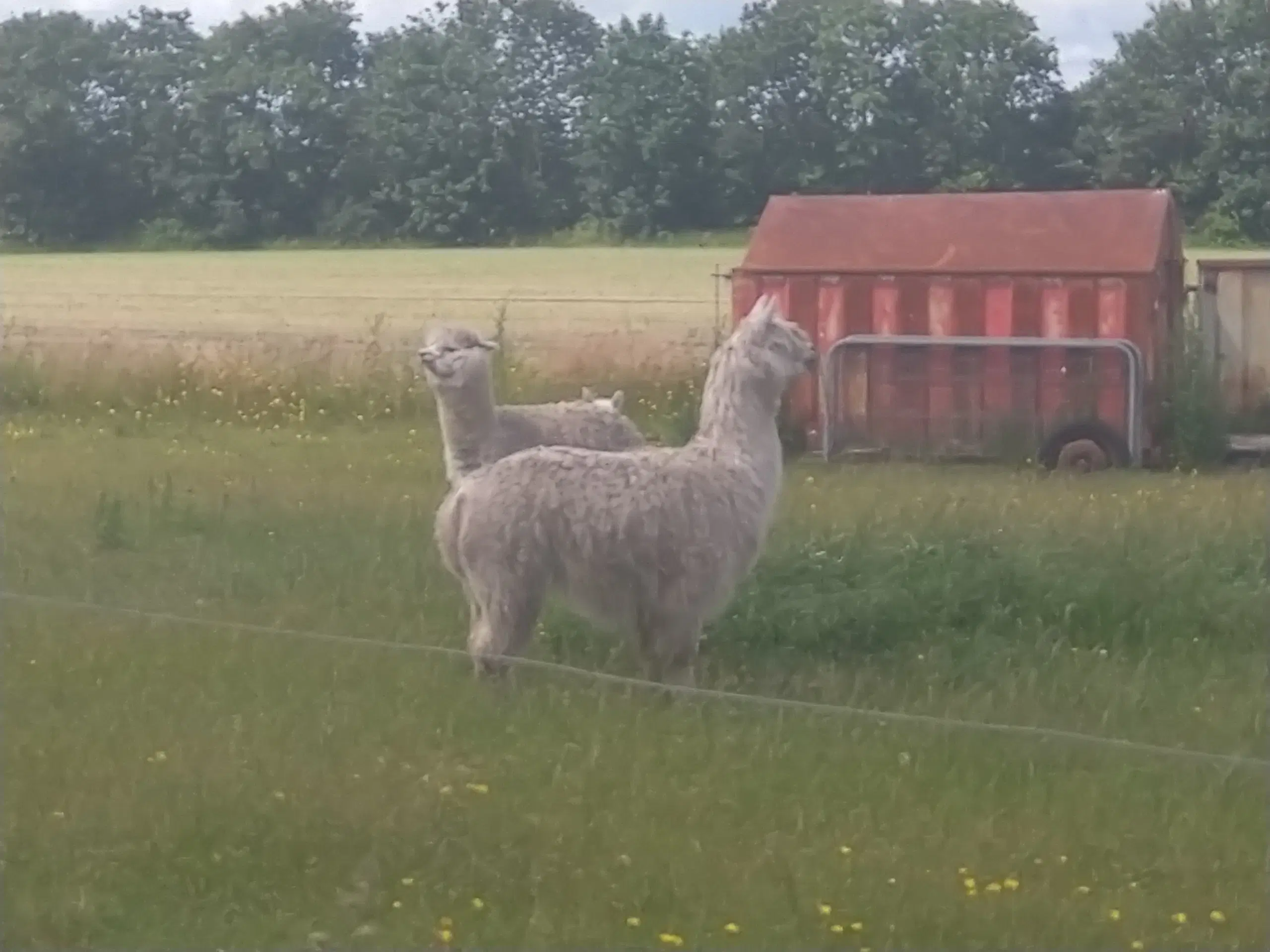 Alpaca lamaer