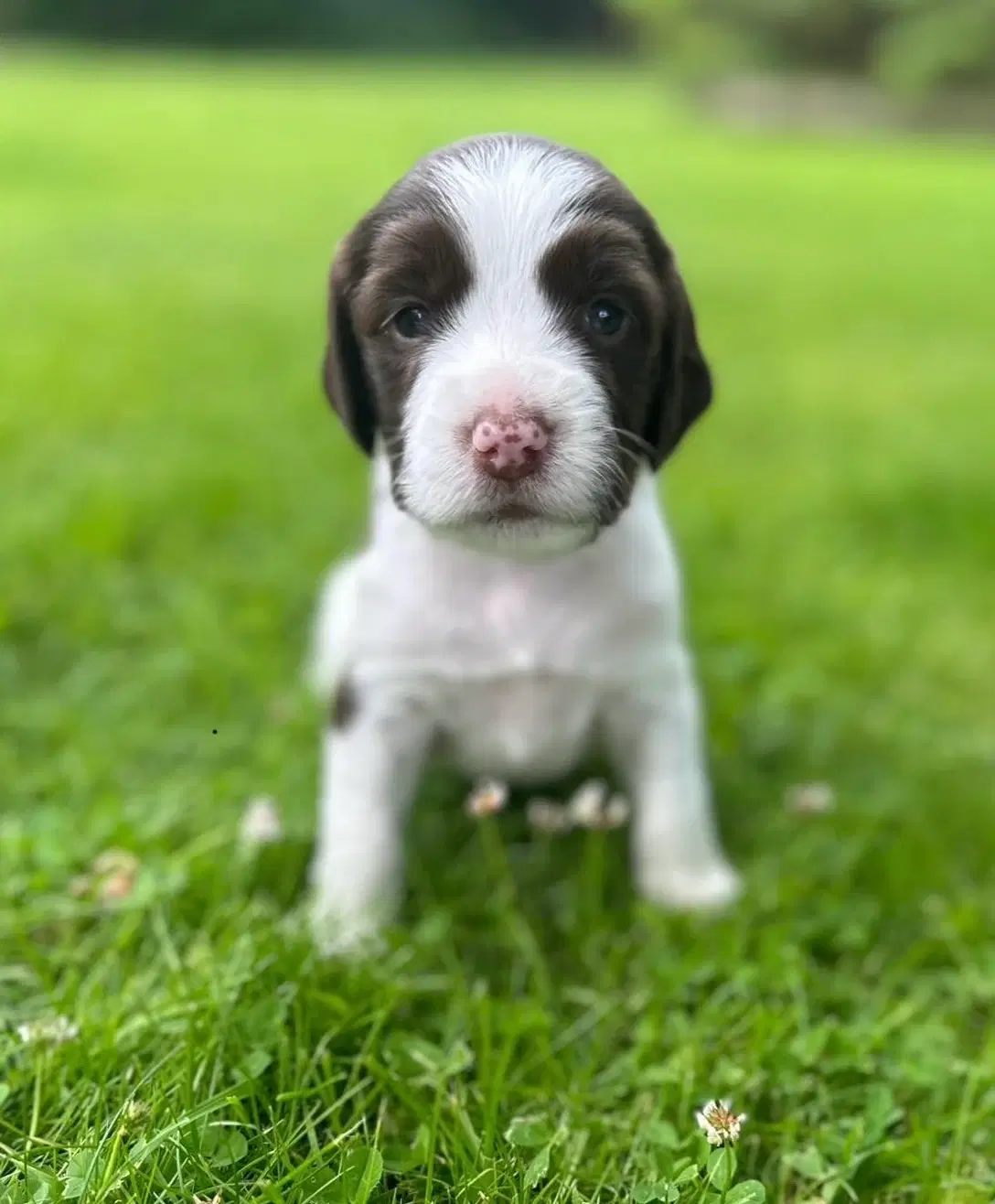 Springer spaniel FT hvalpe