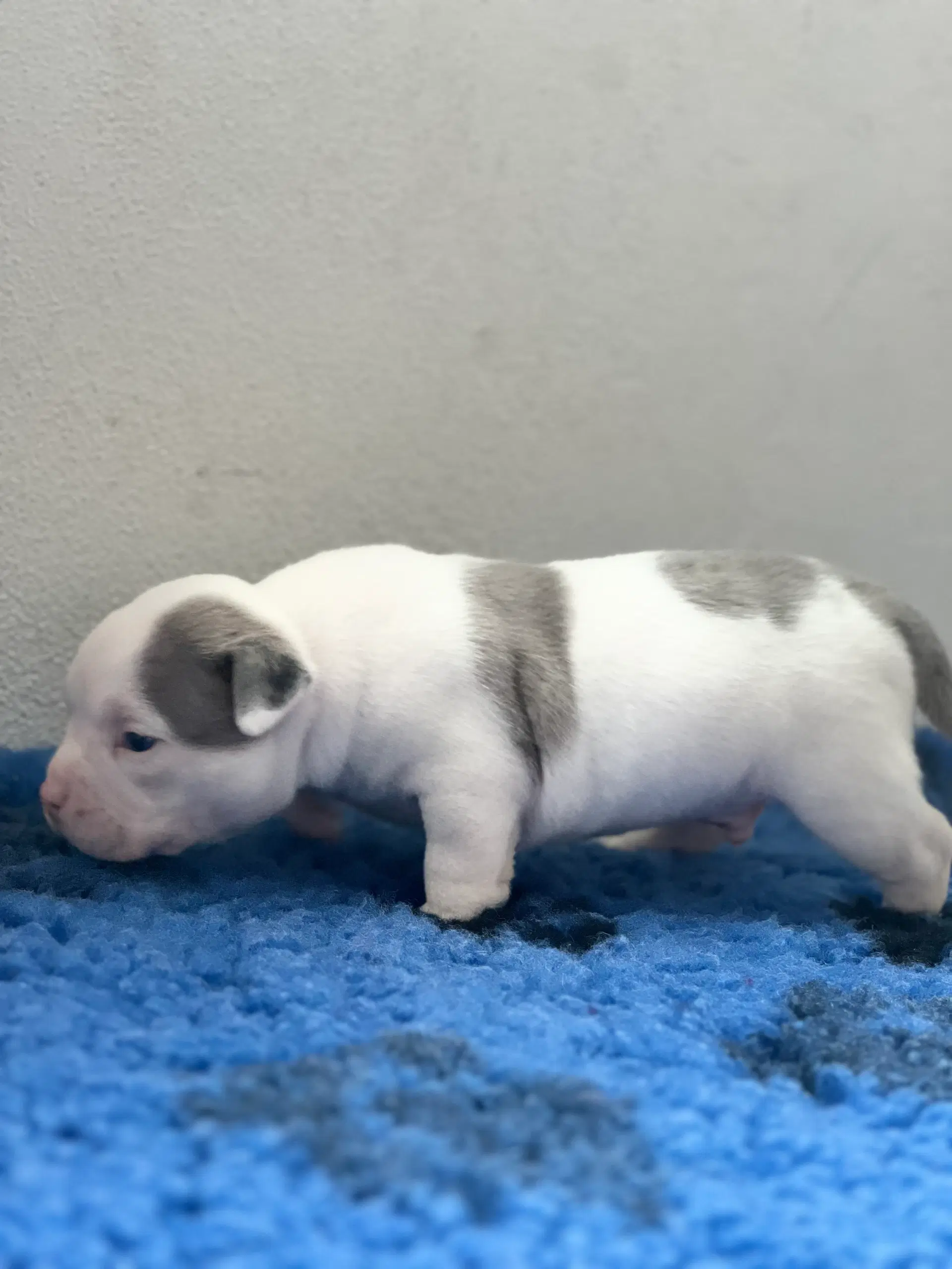 American bully pocket Hanhvalpe